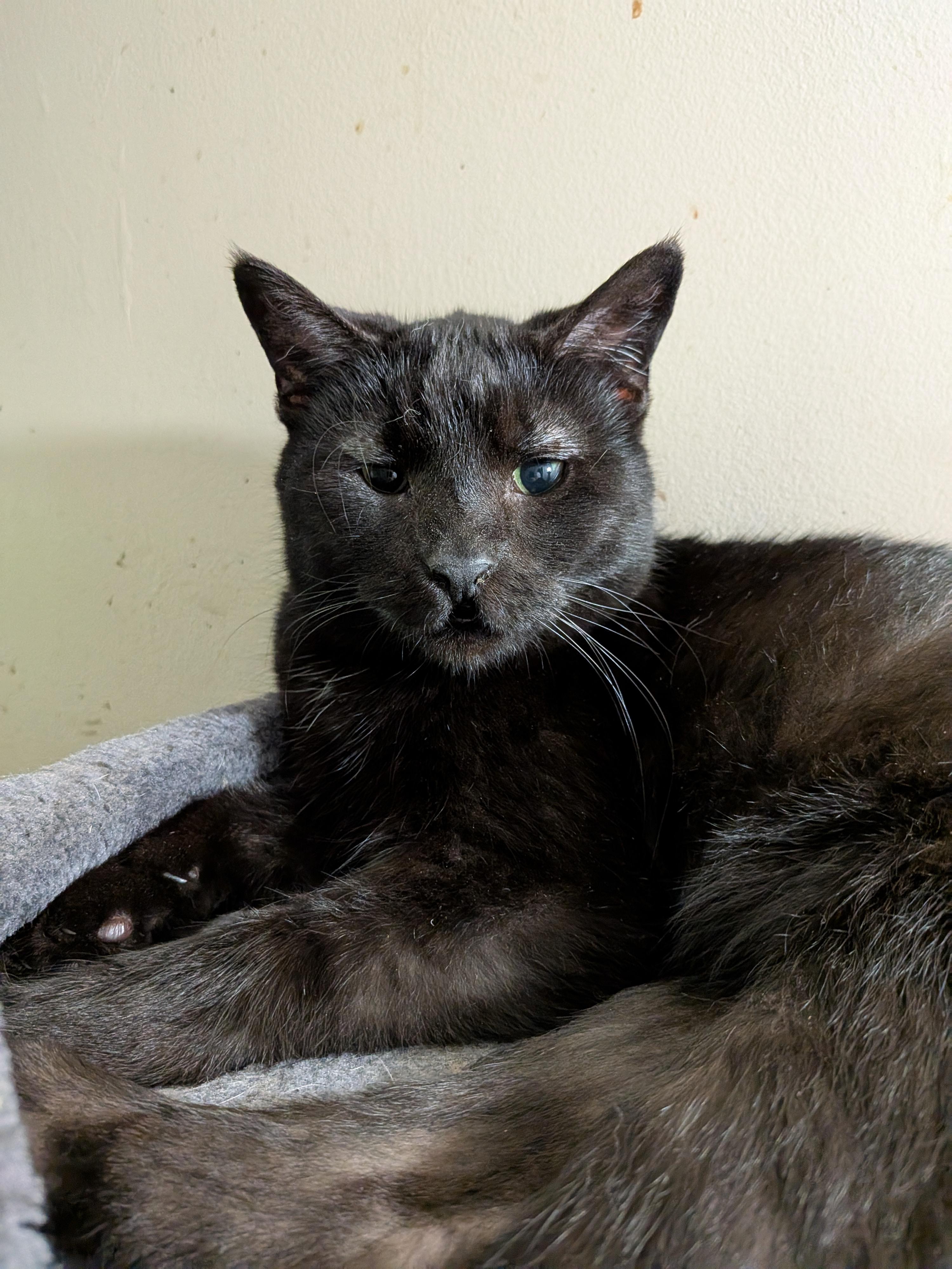 Enlarge Lulu, a Adoptable Domestic Short Hair in Xenia, OH image 2/4