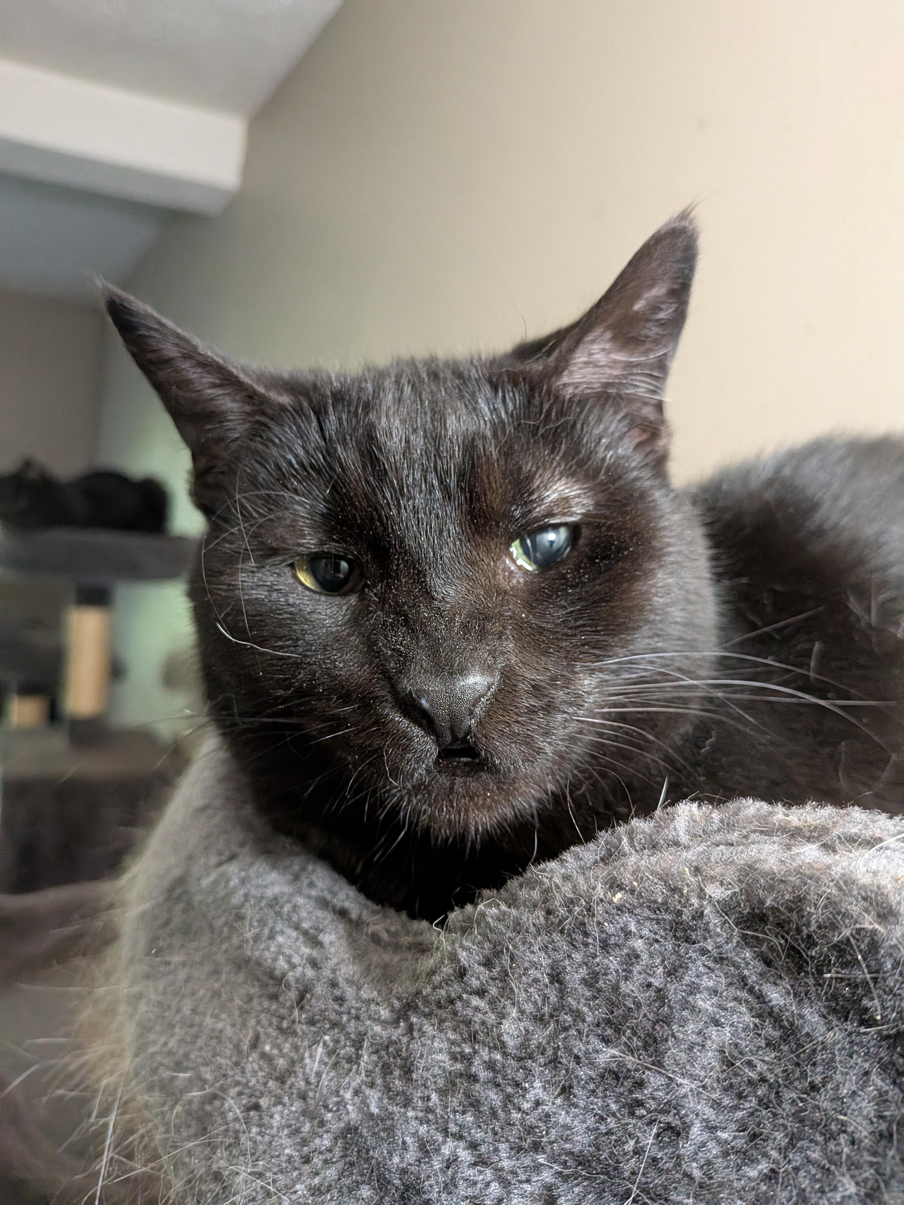 Enlarge Lulu, a Adoptable Domestic Short Hair in Xenia, OH image 3/4