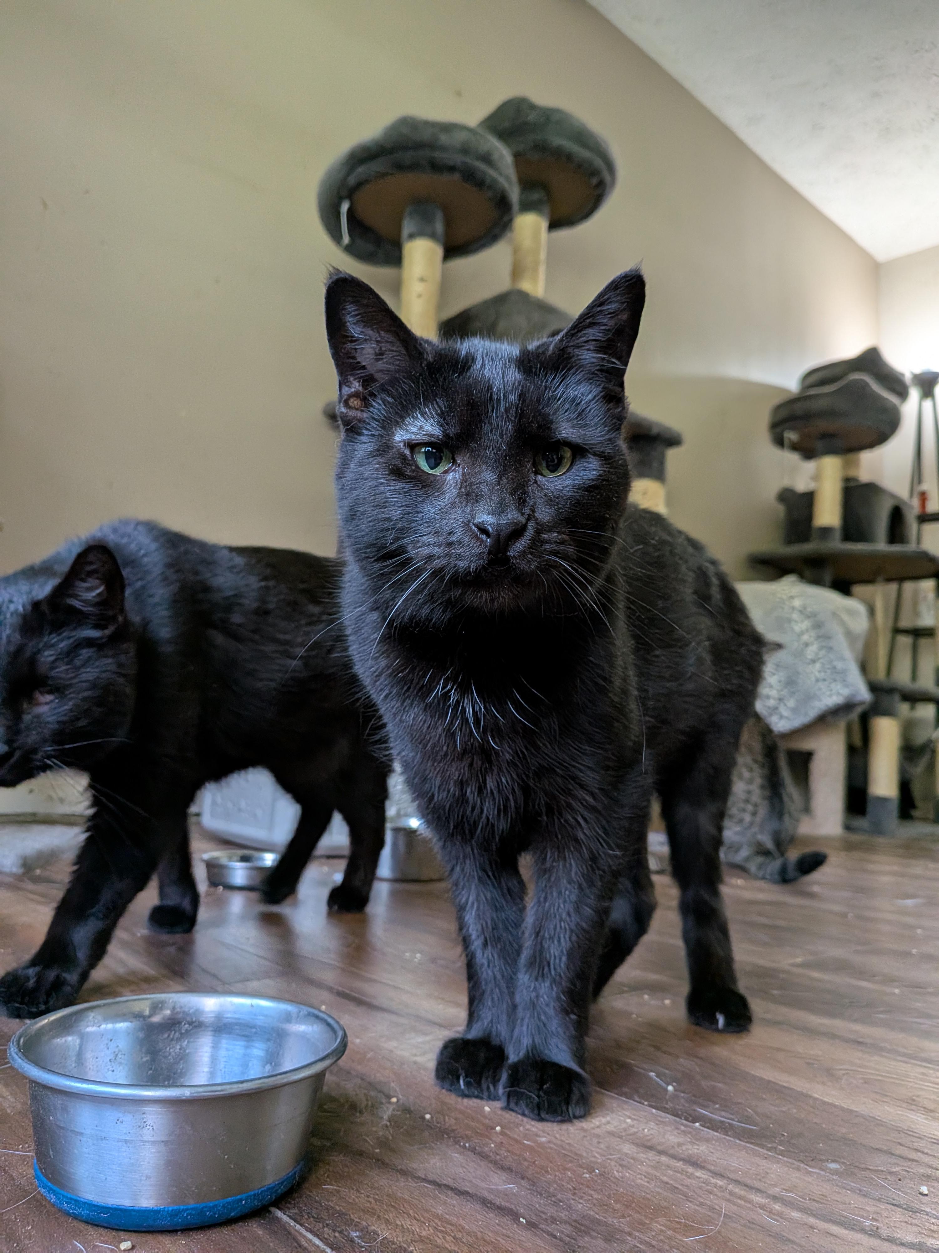 Enlarge Lulu, a Adoptable Domestic Short Hair in Xenia, OH image 4/4