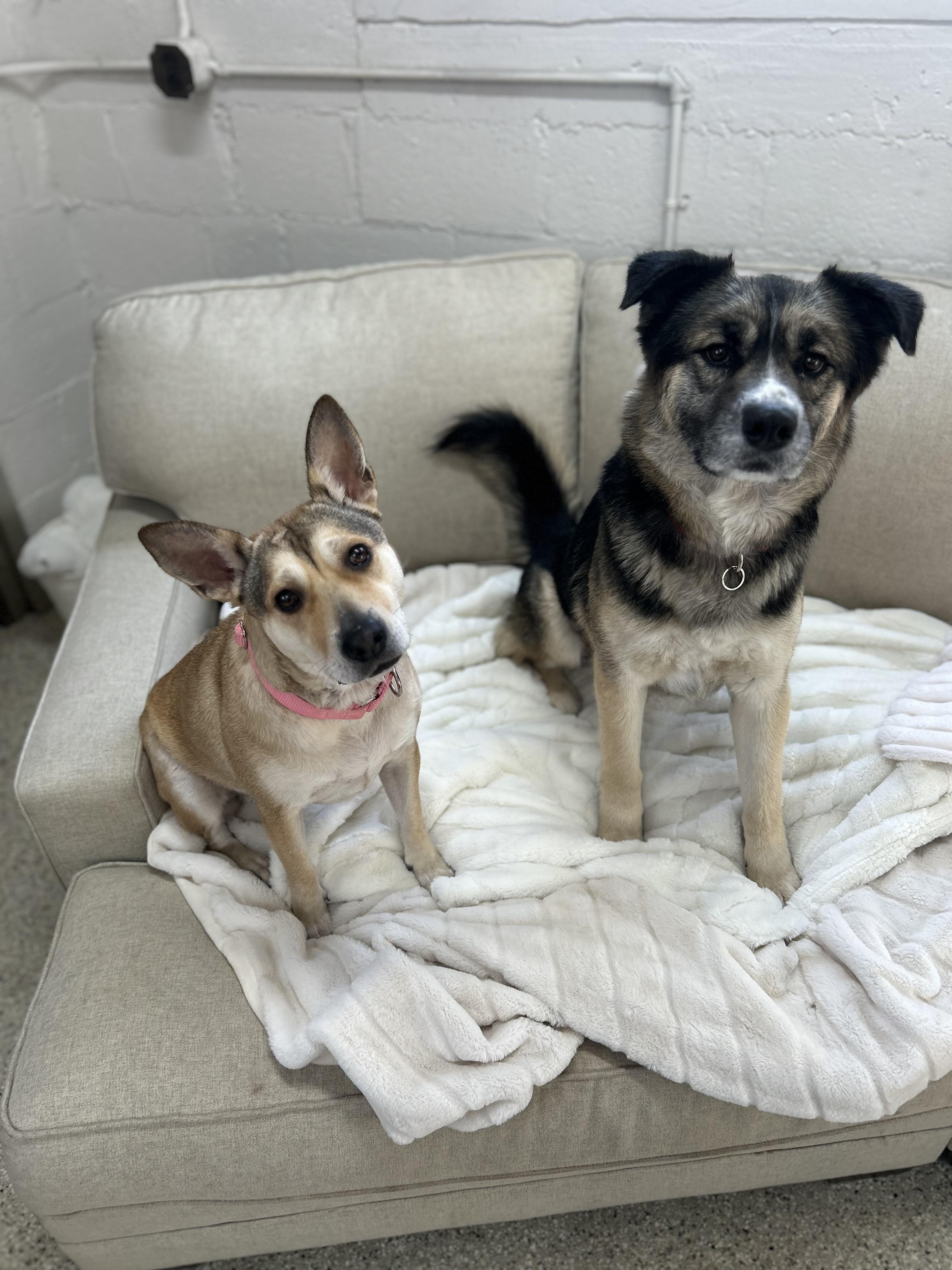 Enlarge Nala, a Adopted mixed breed in Appleton, WI image 2/5