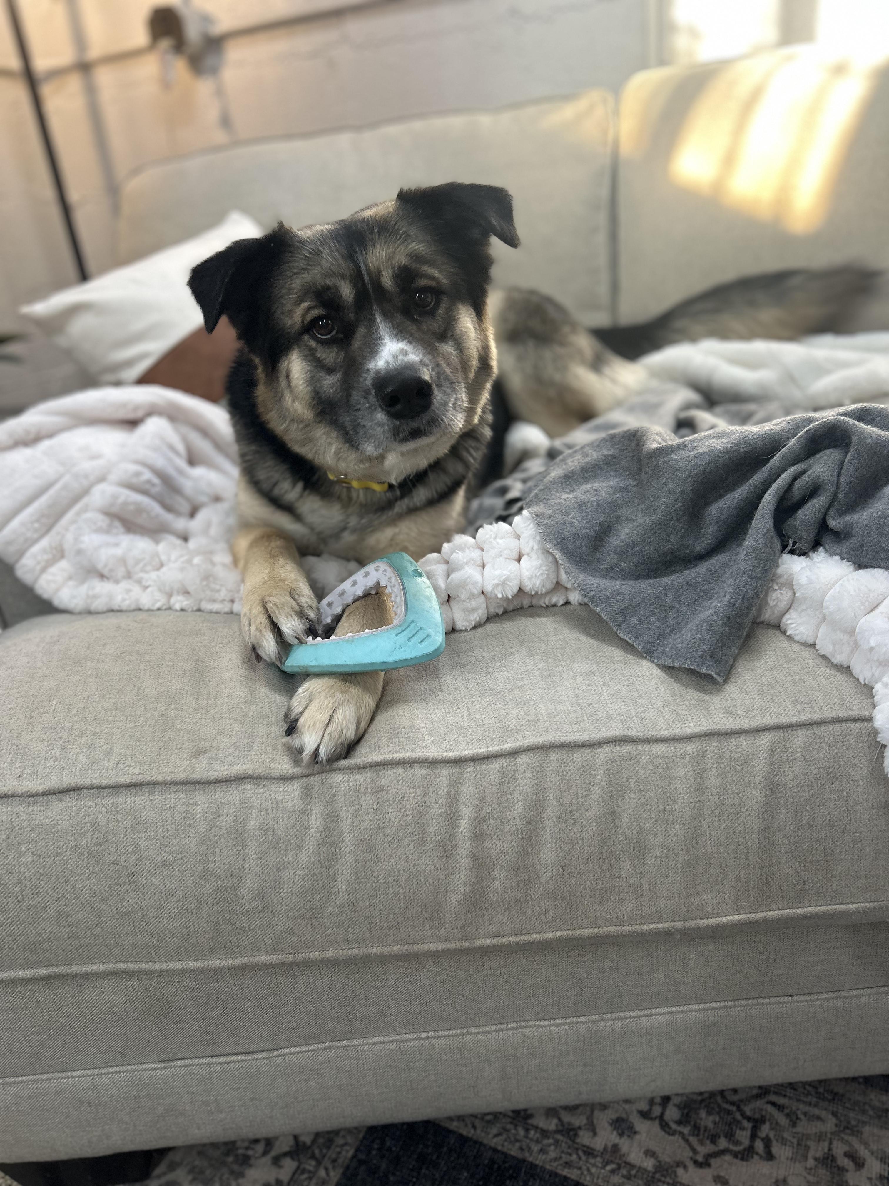 Enlarge Nala, a Adopted mixed breed in Appleton, WI image 1/5