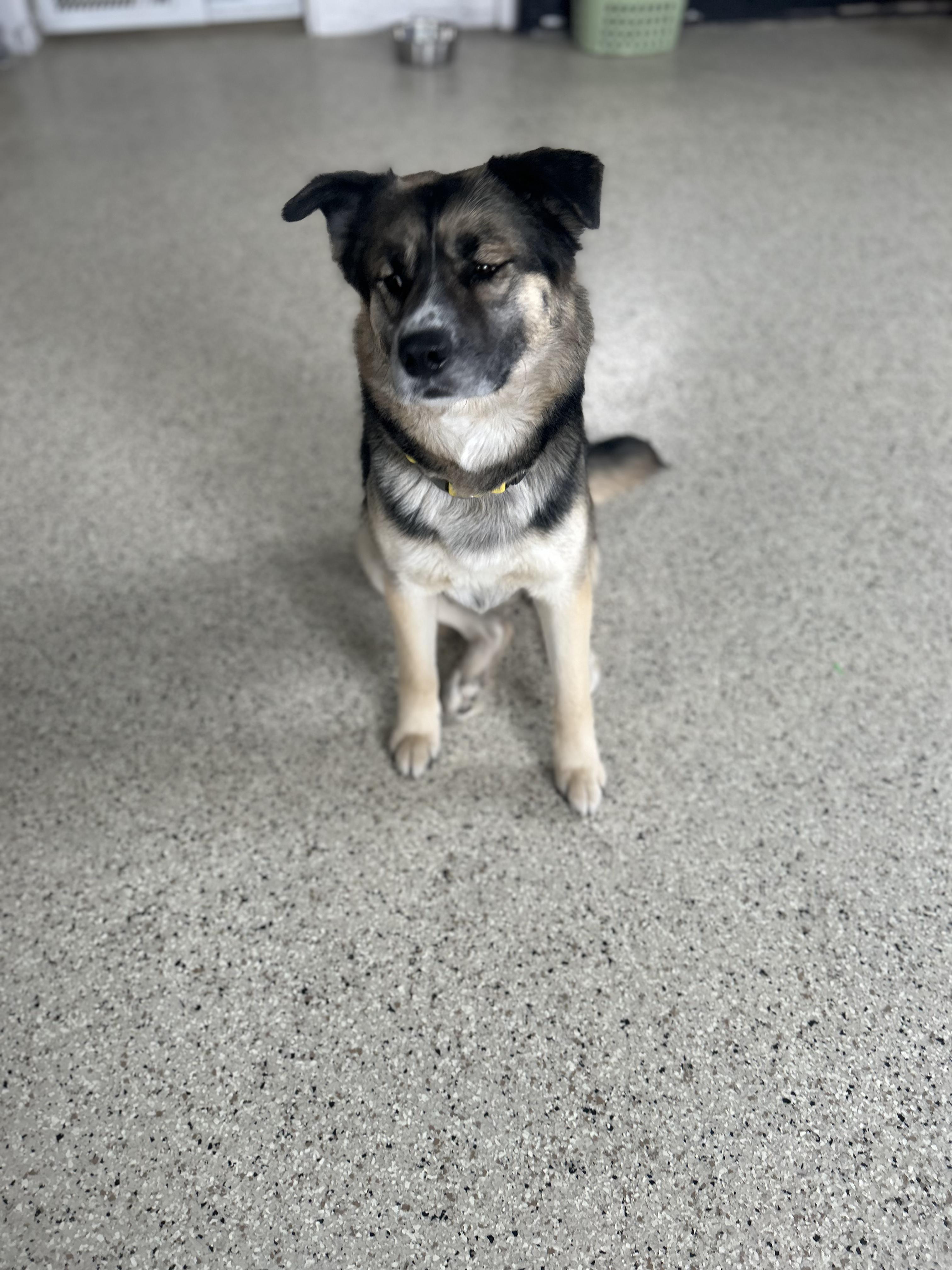 Enlarge Nala, a Adopted mixed breed in Appleton, WI image 4/5