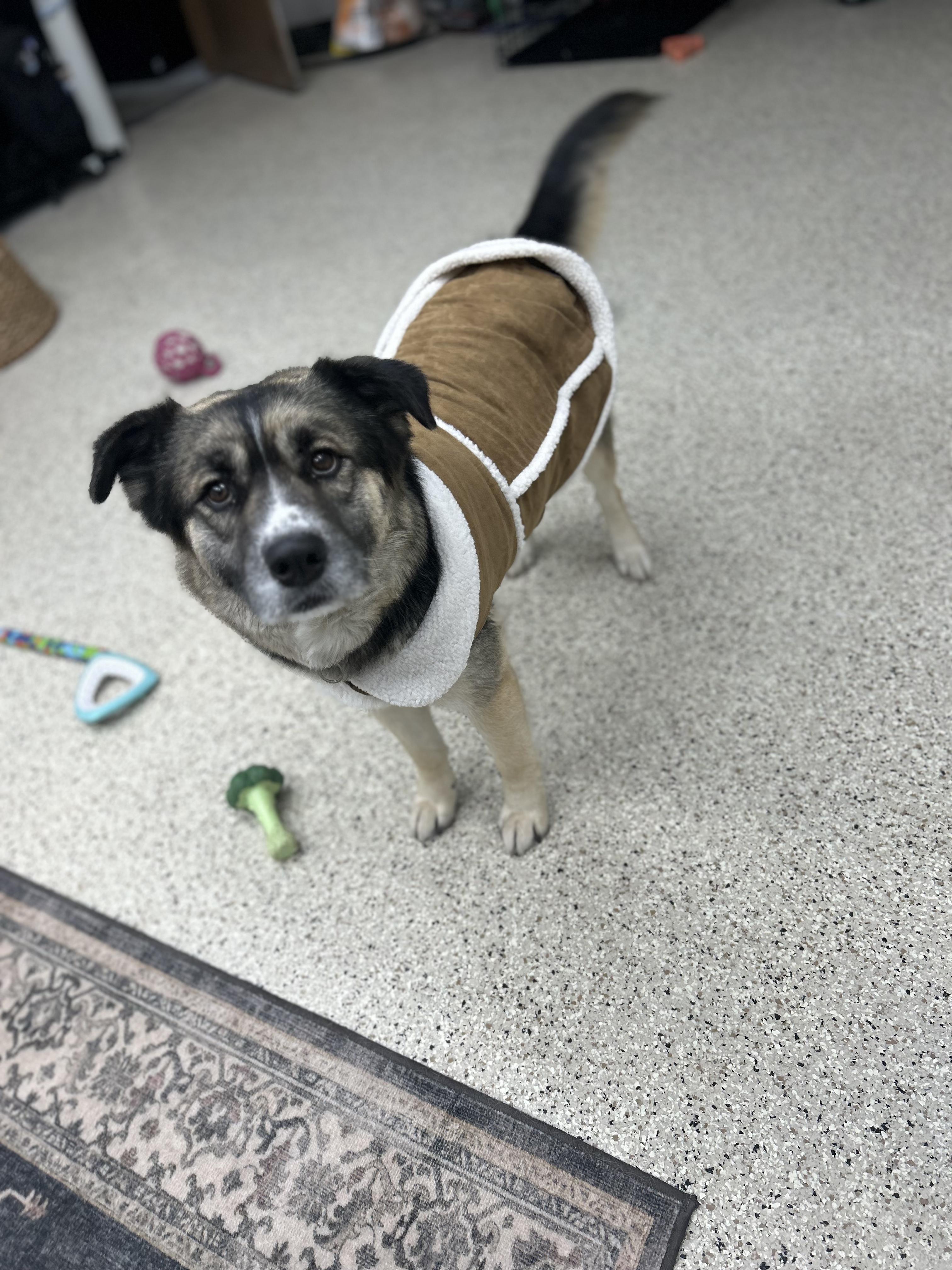 Enlarge Nala, a Adopted mixed breed in Appleton, WI image 3/5