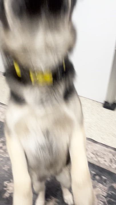 Enlarge Nala, a Adopted mixed breed in Appleton, WI video 5/5