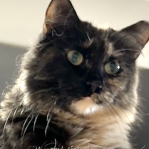 Enlarge Cinnabon, a Adoptable Domestic Medium Hair in Brentwood, NH image 1/1