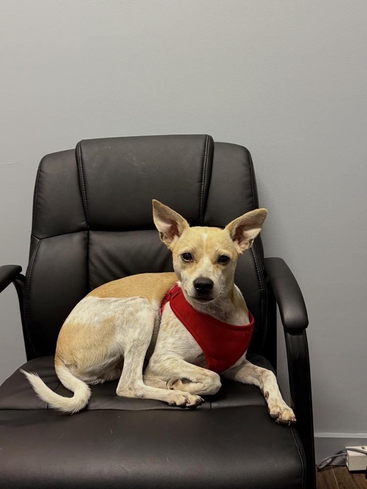 Enlarge Otis, a Adoptable mixed breed in Irwin, PA image 1/5