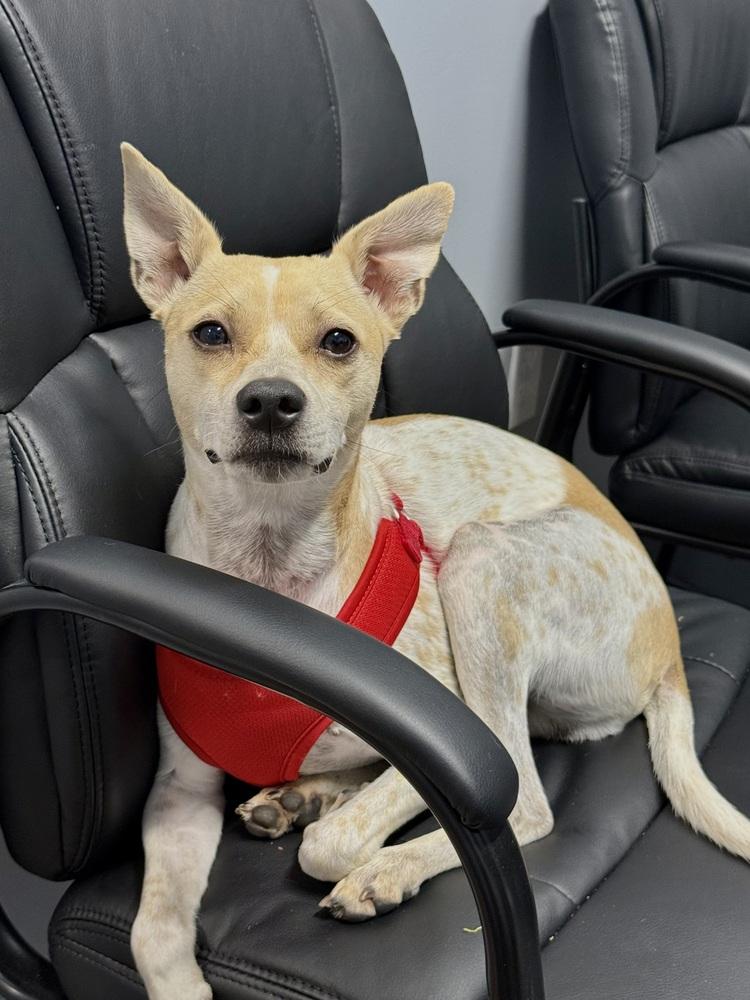 Enlarge Otis, a Adoptable mixed breed in Irwin, PA image 3/5