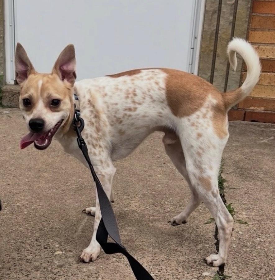 Enlarge Otis, a Adoptable mixed breed in Irwin, PA image 4/5
