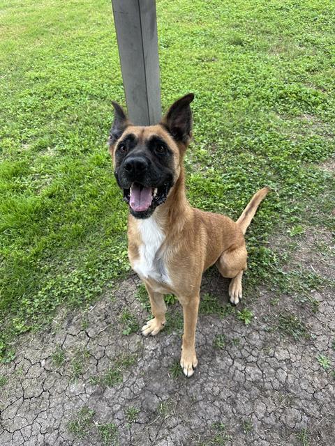 Enlarge AL PACINO, a Adoptable mixed breed in Corpus Christi, TX image 1/1