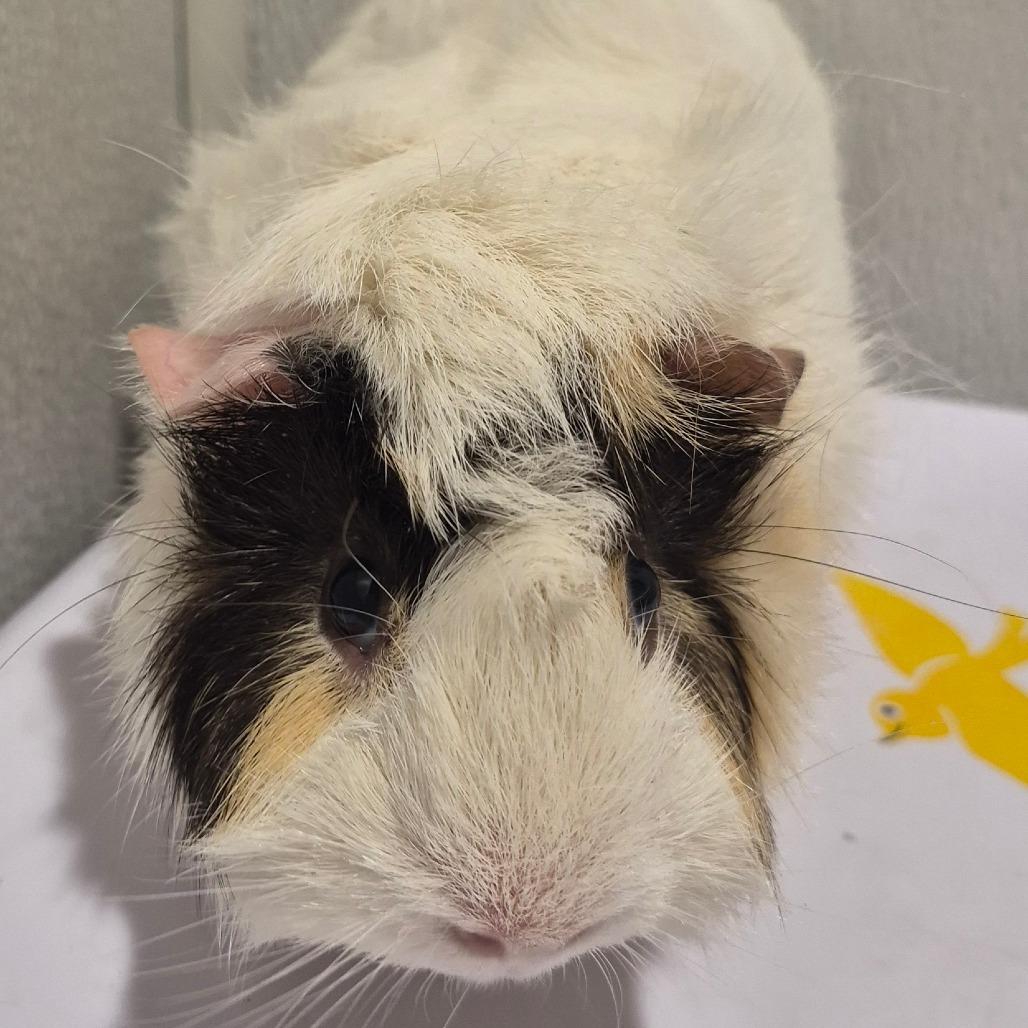 Manta, Adoptable, Adult Male Guinea Pig.