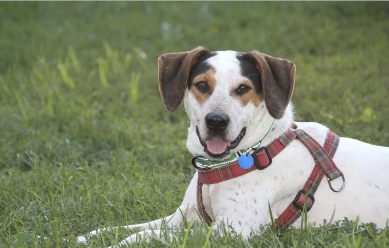 Enlarge Otto, a Adoptable Pointer in Powell, OH image 1/3