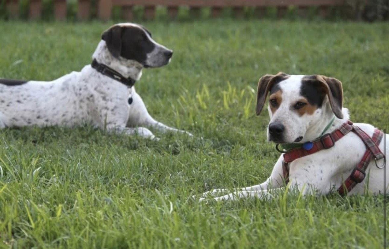 Enlarge Otto, a Adoptable Pointer in Powell, OH image 2/3