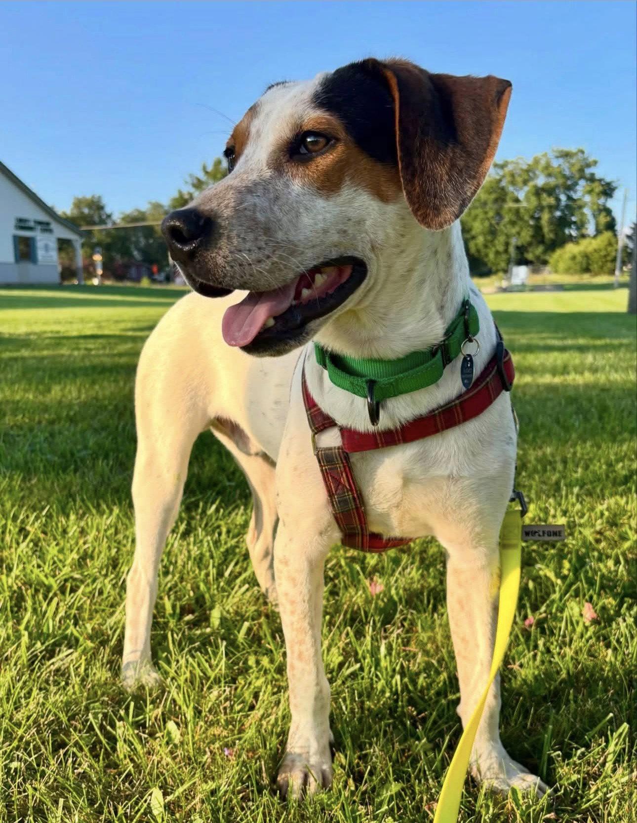 Enlarge Otto, a Adoptable Pointer in Powell, OH image 3/3