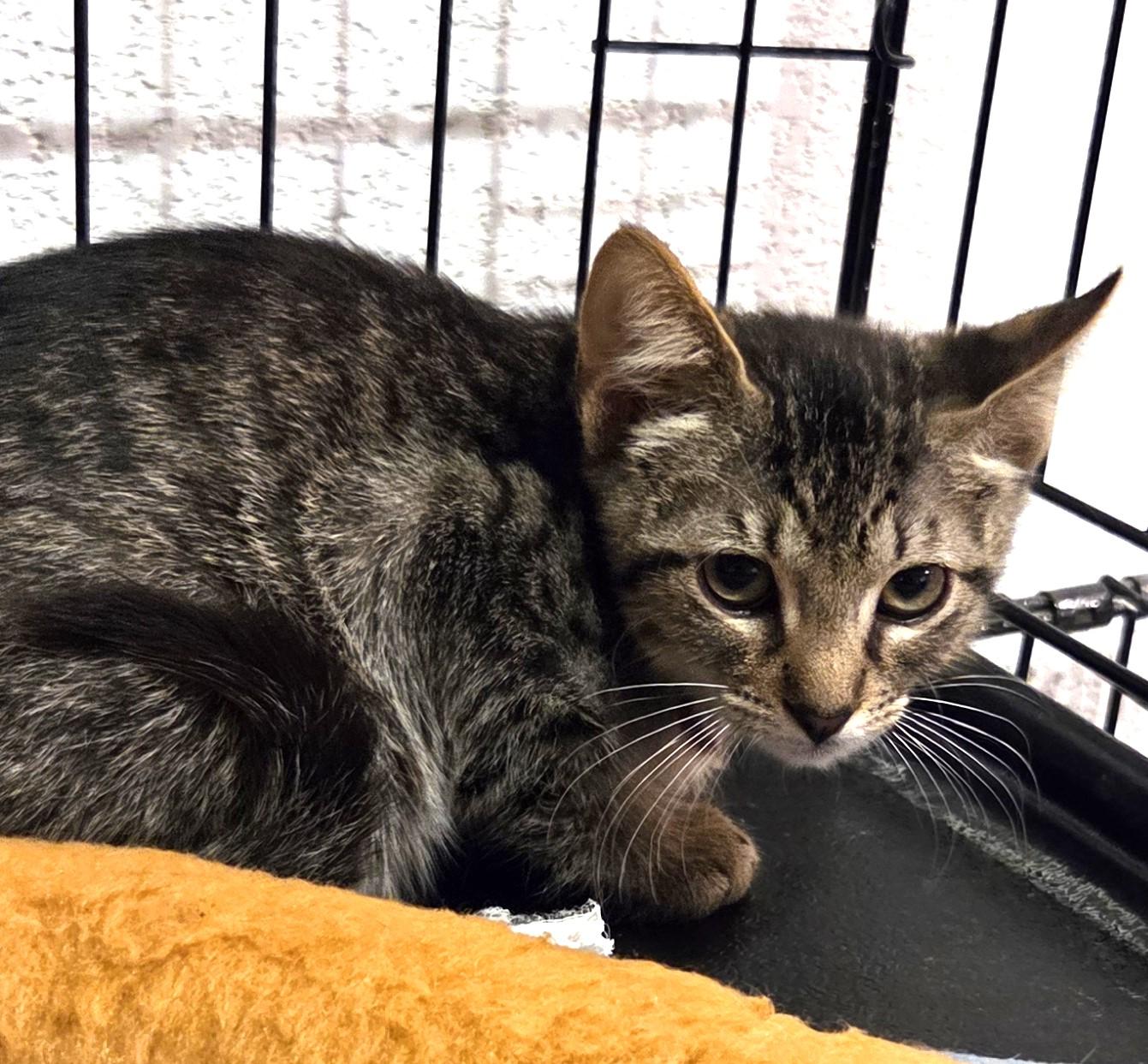 Enlarge Starburt 7173, a ADOPTABLE Domestic Short Hair in Boca Raton, FL image 1/1