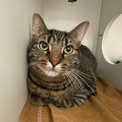 Enlarge Aiden, a Adoptable Domestic Short Hair in Downers Grove, IL image 1/1