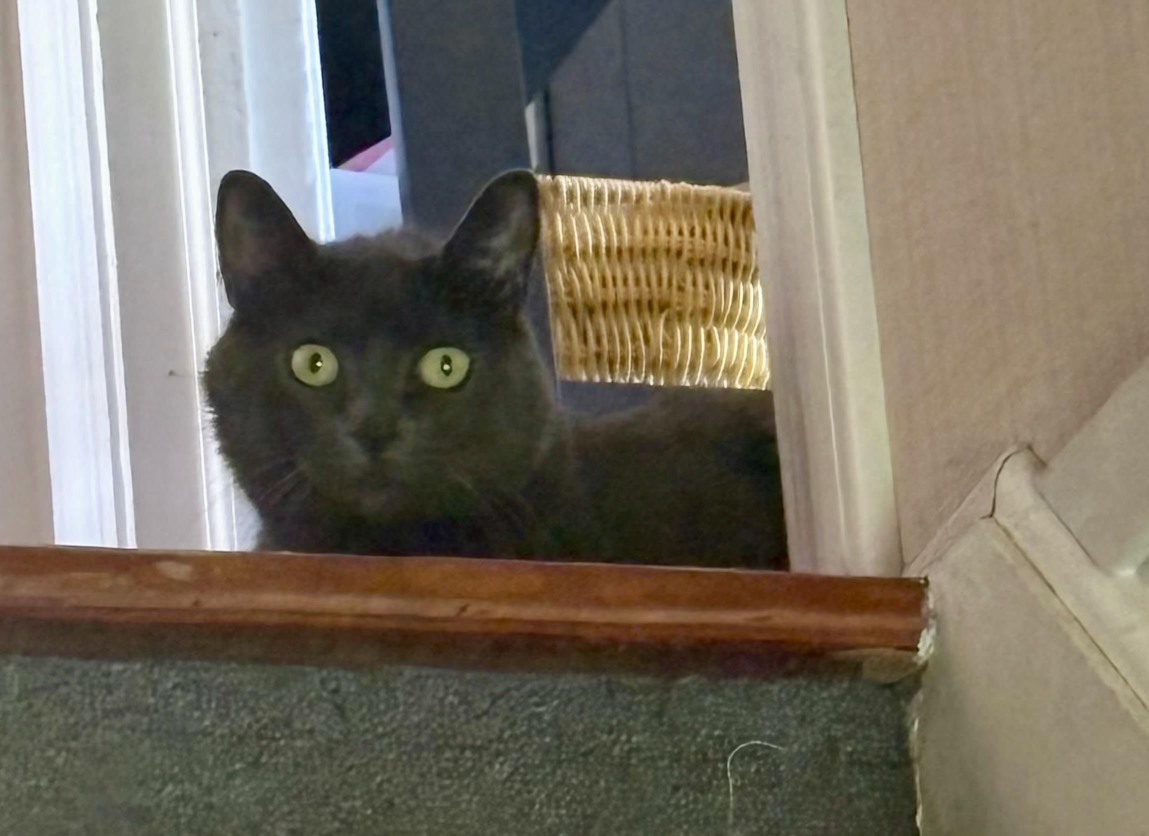 KittyKat, a Adoptable mixed breed in Andover, CT image 5/6