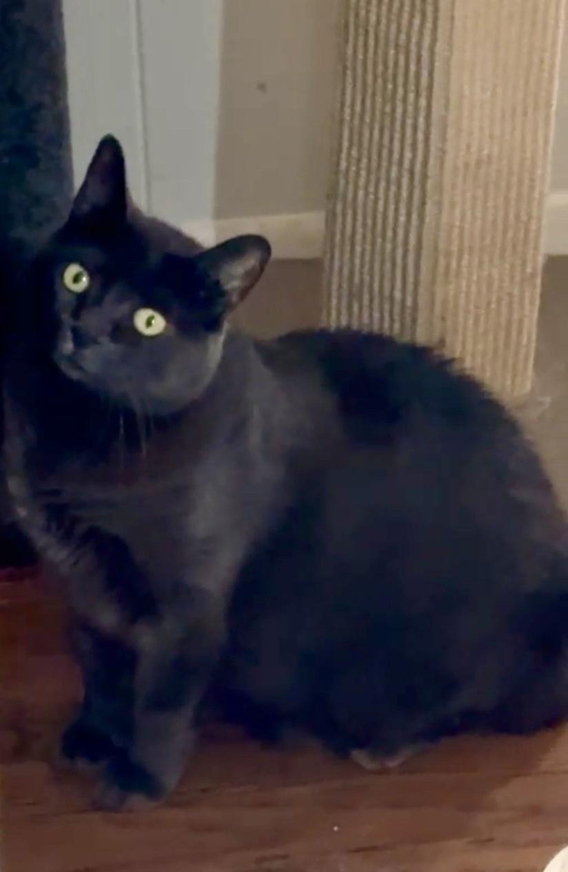 KittyKat, a Adoptable mixed breed in Andover, CT image 3/6