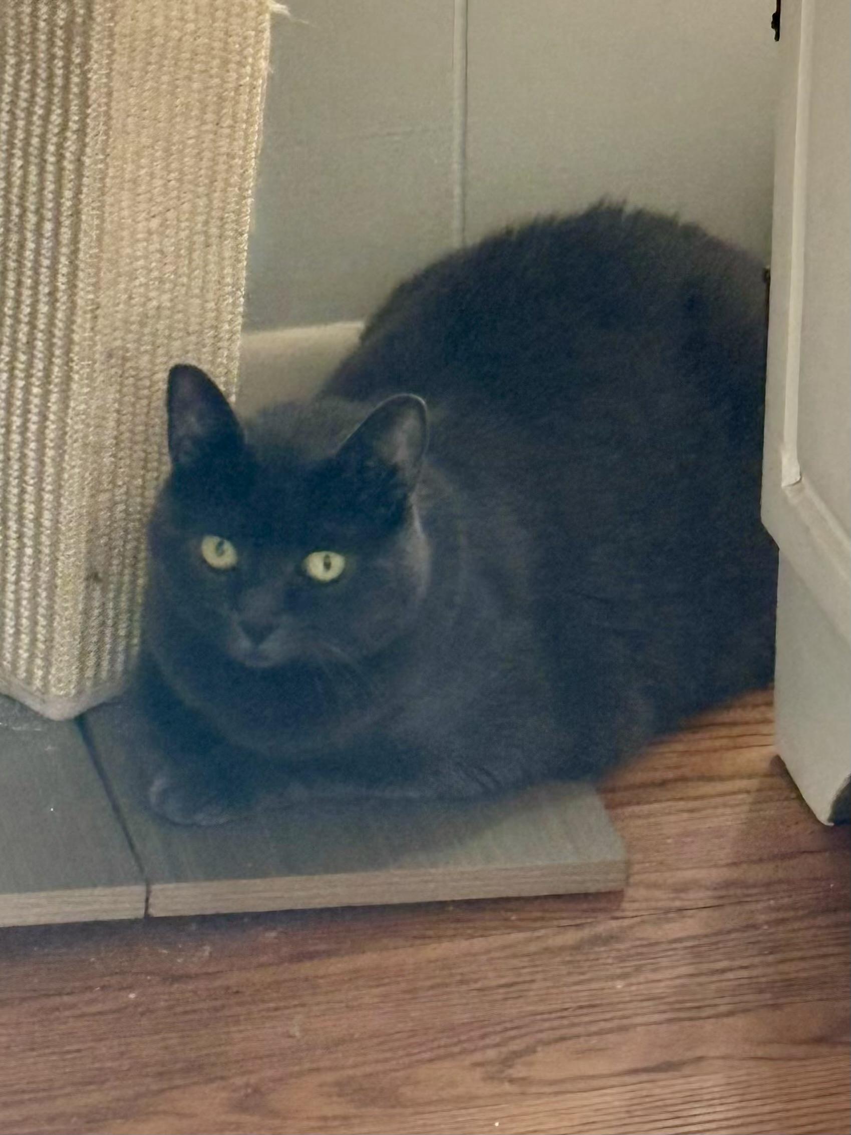 KittyKat, a Adoptable mixed breed in Andover, CT image 6/6