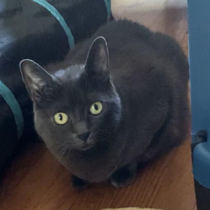 KittyKat, a Adoptable mixed breed in Andover, CT image 2/6