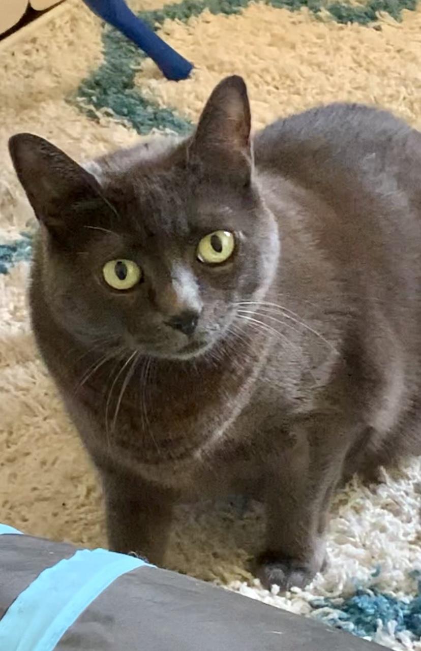 KittyKat, a Adoptable mixed breed in Andover, CT image 1/6