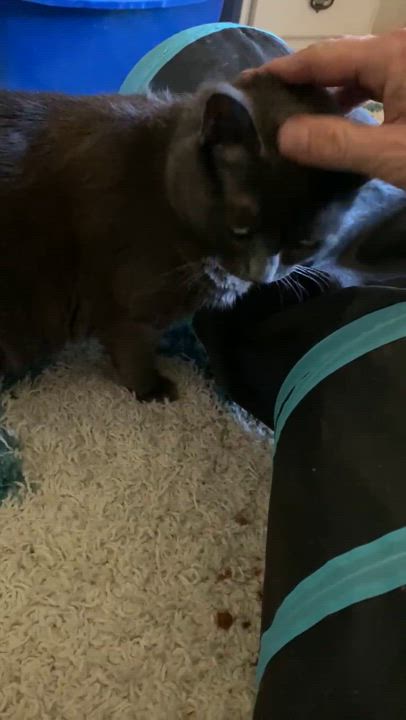 Enlarge KittyKat, a Adoptable mixed breed in Andover, CT video 4/6