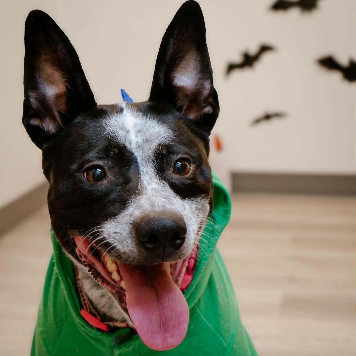 Molly, Adoptable, Adult Female Australian Cattle Dog / Blue Heeler.