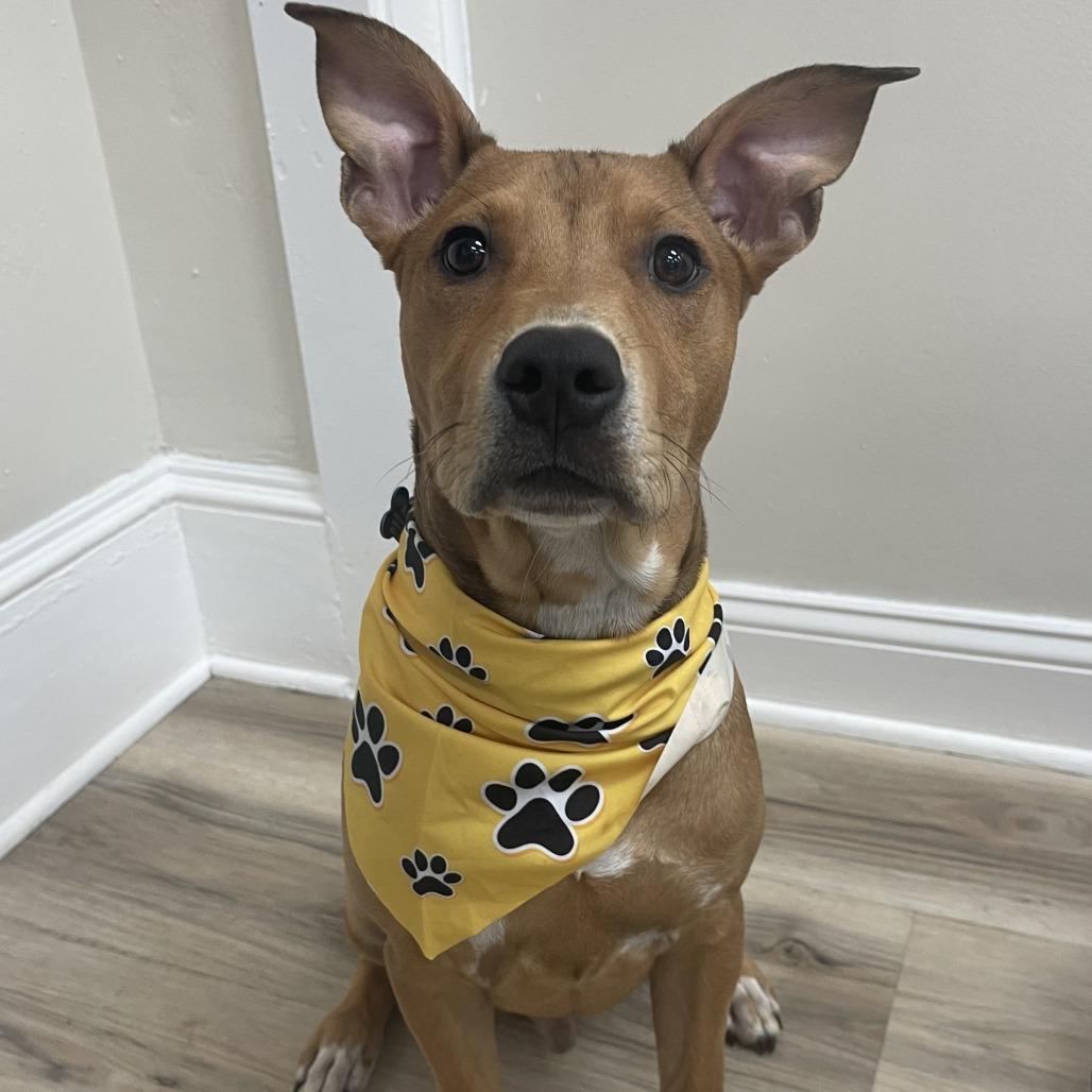 Scooter, Adoptable, Young Male Pit Bull Terrier.