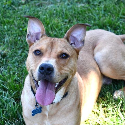 Scooter, a Adoptable Pit Bull Terrier in Johnson City, TN image 4/6