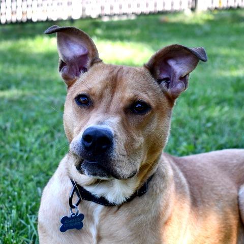 Scooter, a Adoptable Pit Bull Terrier in Johnson City, TN image 6/6