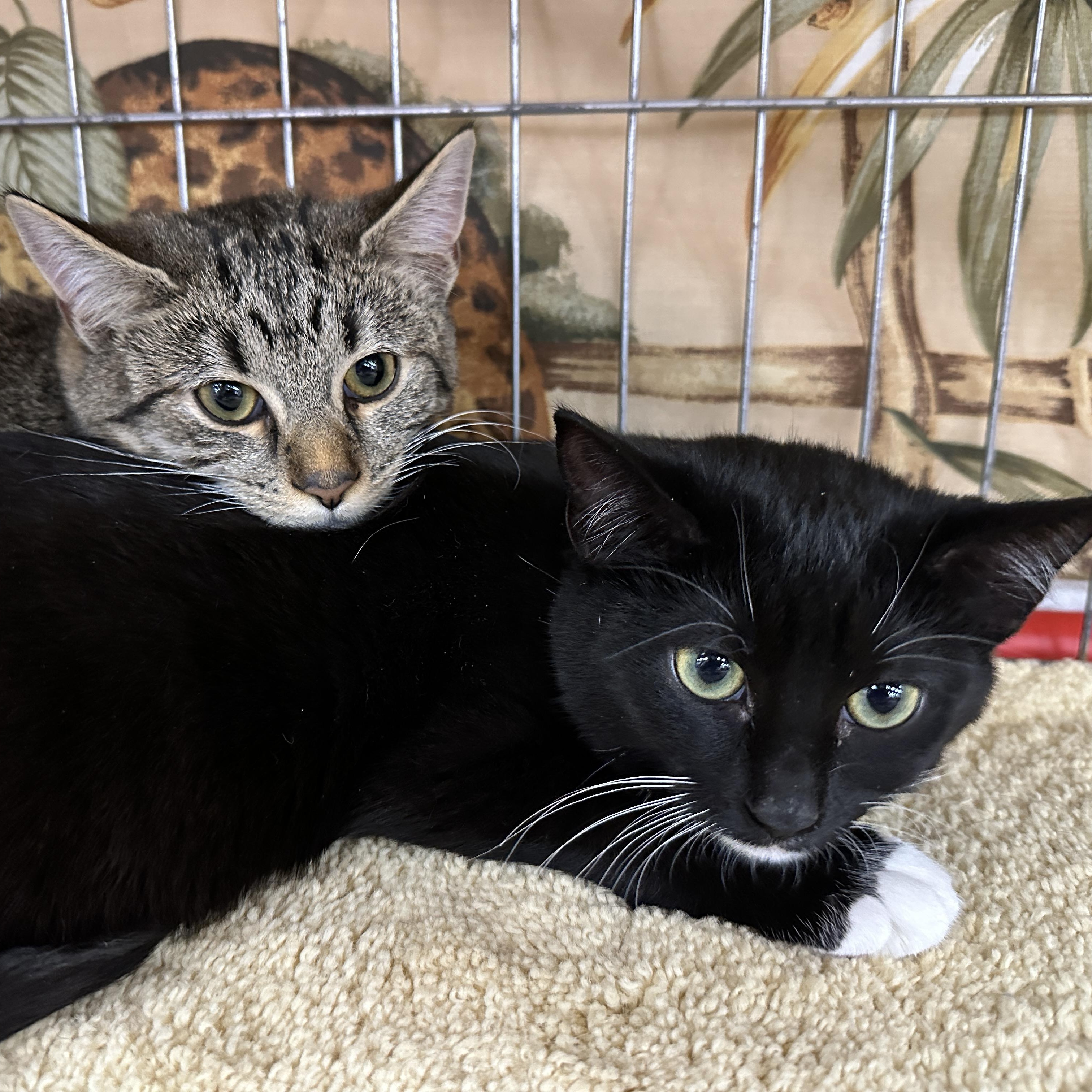 Enlarge Kara, a ADOPTABLE Tuxedo in Baltimore, MD image 3/5