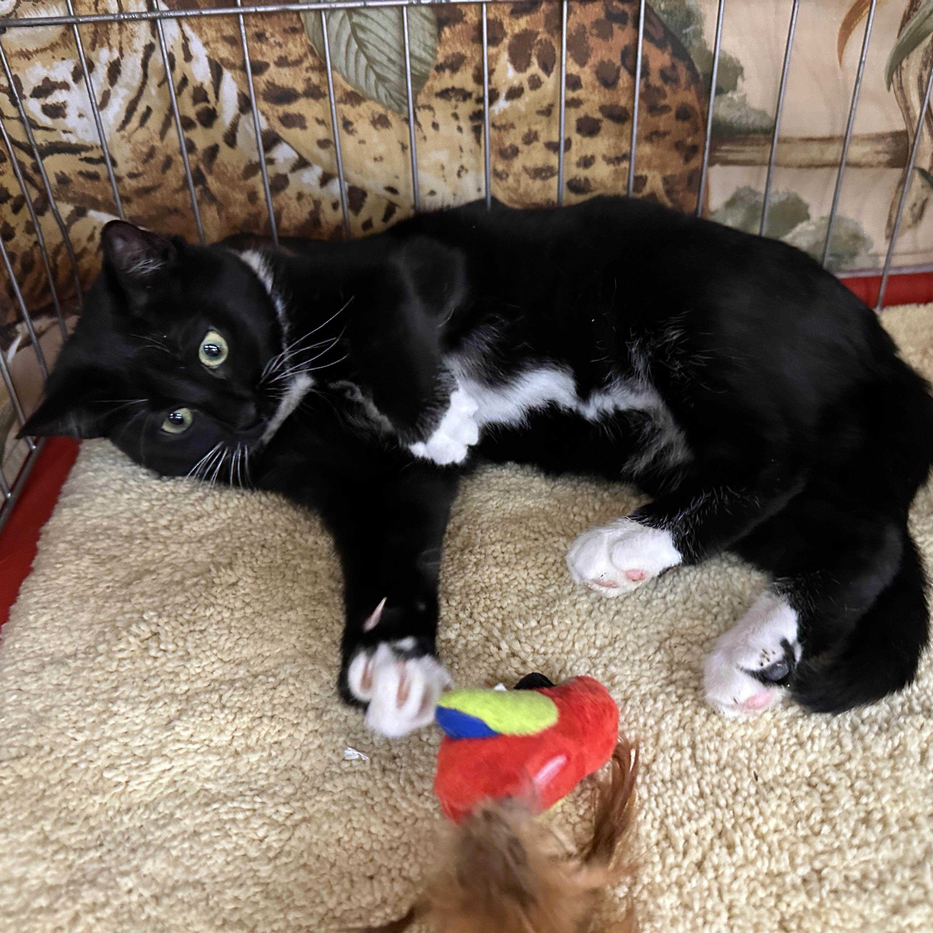 Enlarge Kara, a ADOPTABLE Tuxedo in Baltimore, MD image 5/5