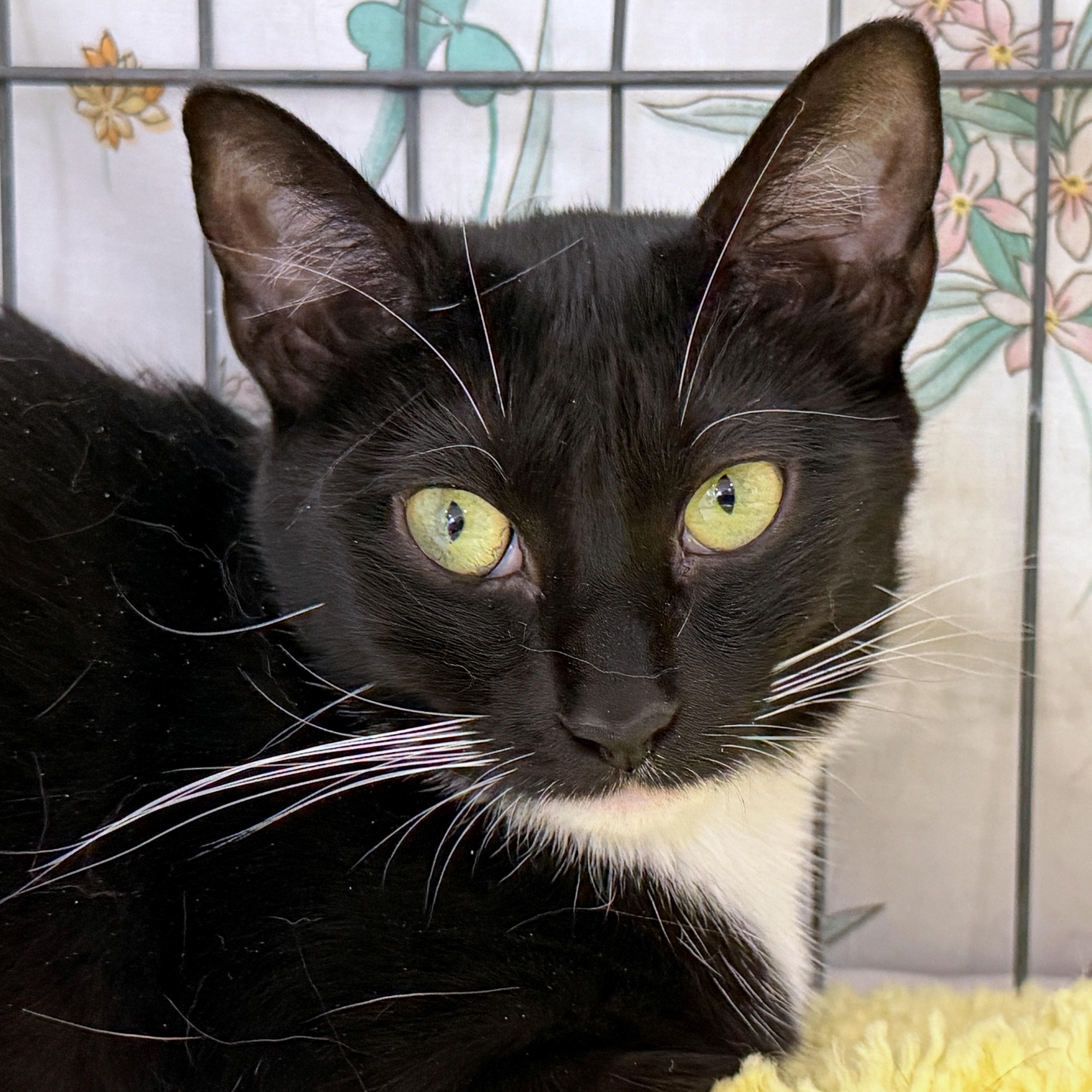 Kara, Adoptable, Young Female Tuxedo.