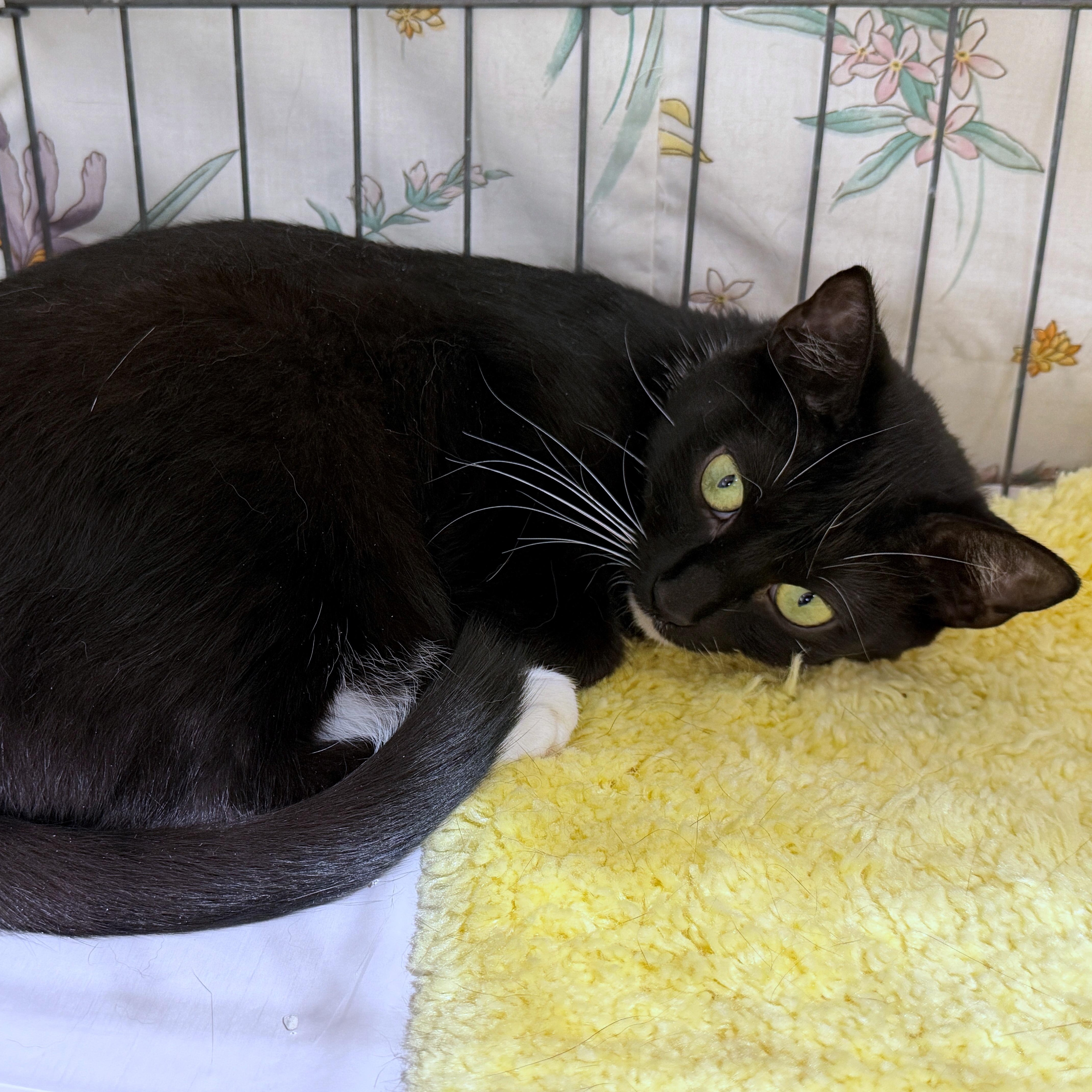Enlarge Kara, a Adoptable Tuxedo in Baltimore, MD image 5/6
