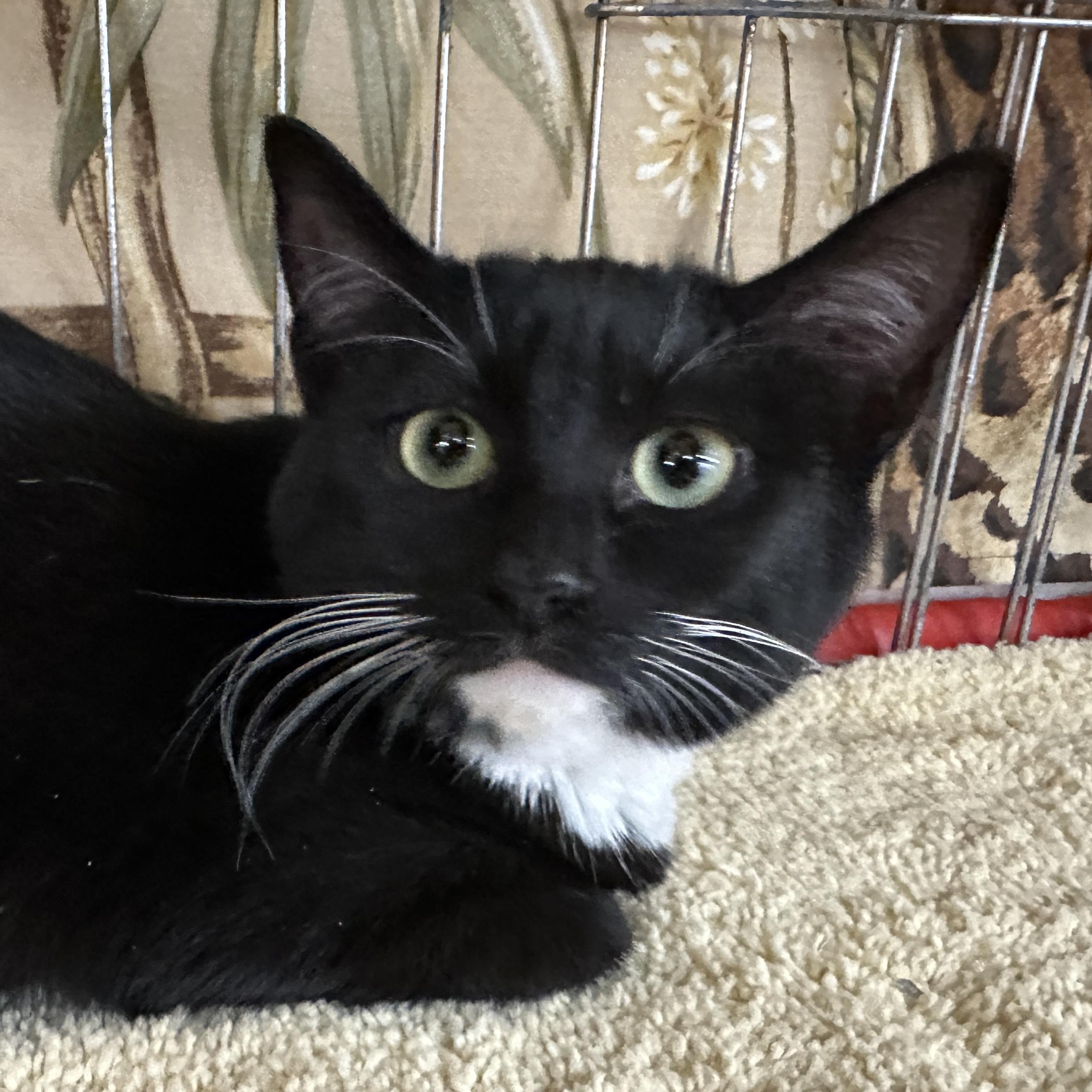 Enlarge Kara, a ADOPTABLE Tuxedo in Baltimore, MD image 4/5