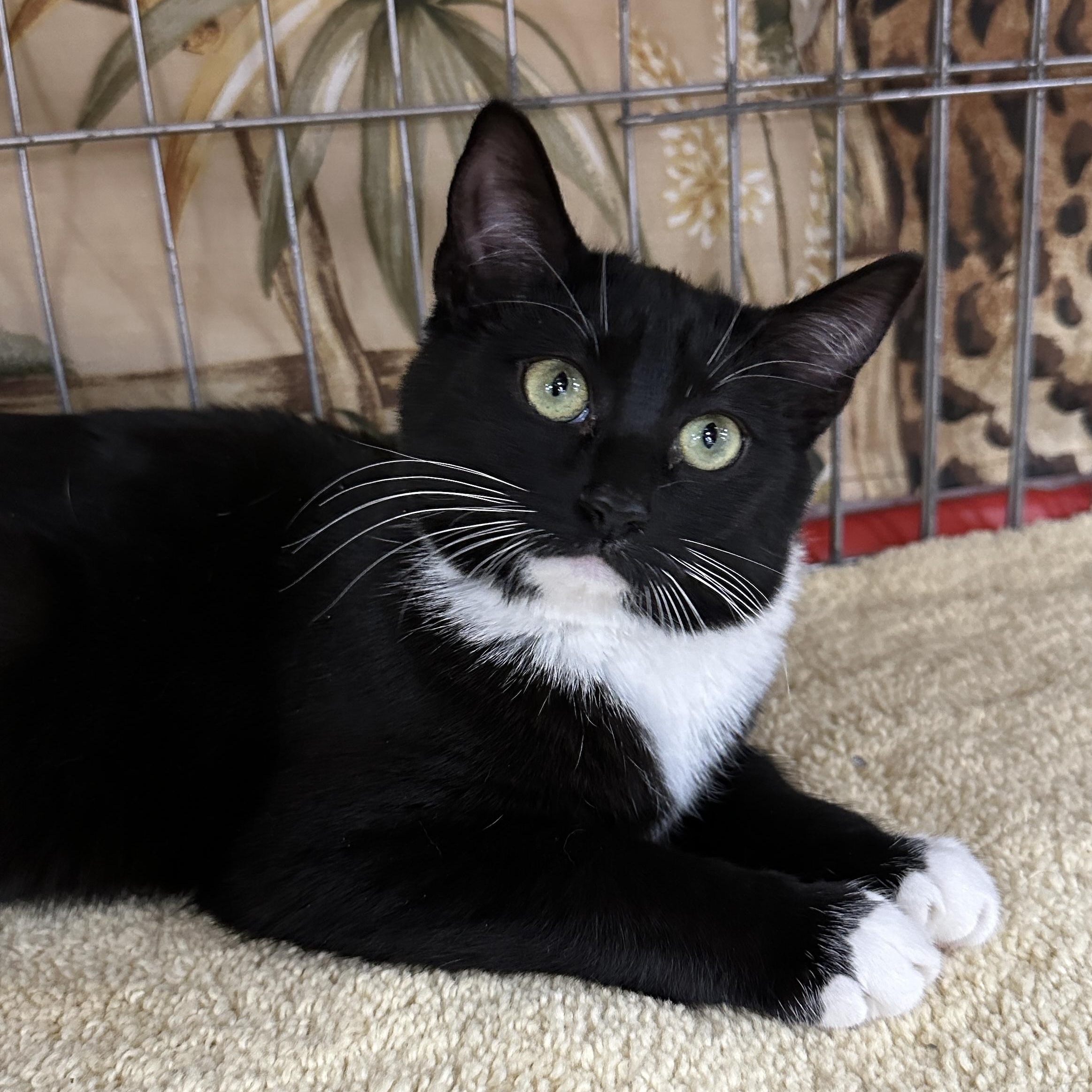 Kara, ADOPTABLE, Young Female Tuxedo.