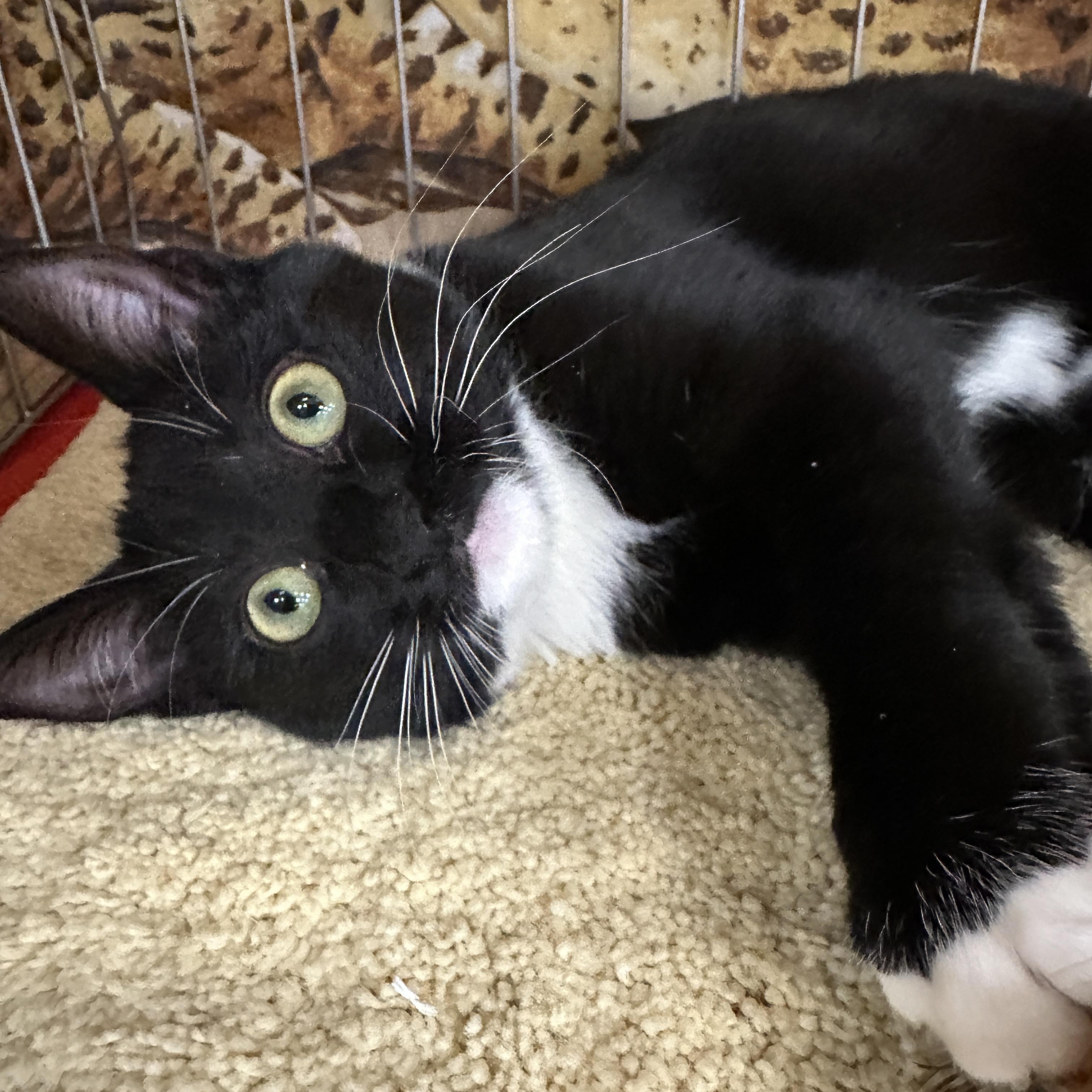 Enlarge Kara, a ADOPTABLE Tuxedo in Baltimore, MD image 2/5