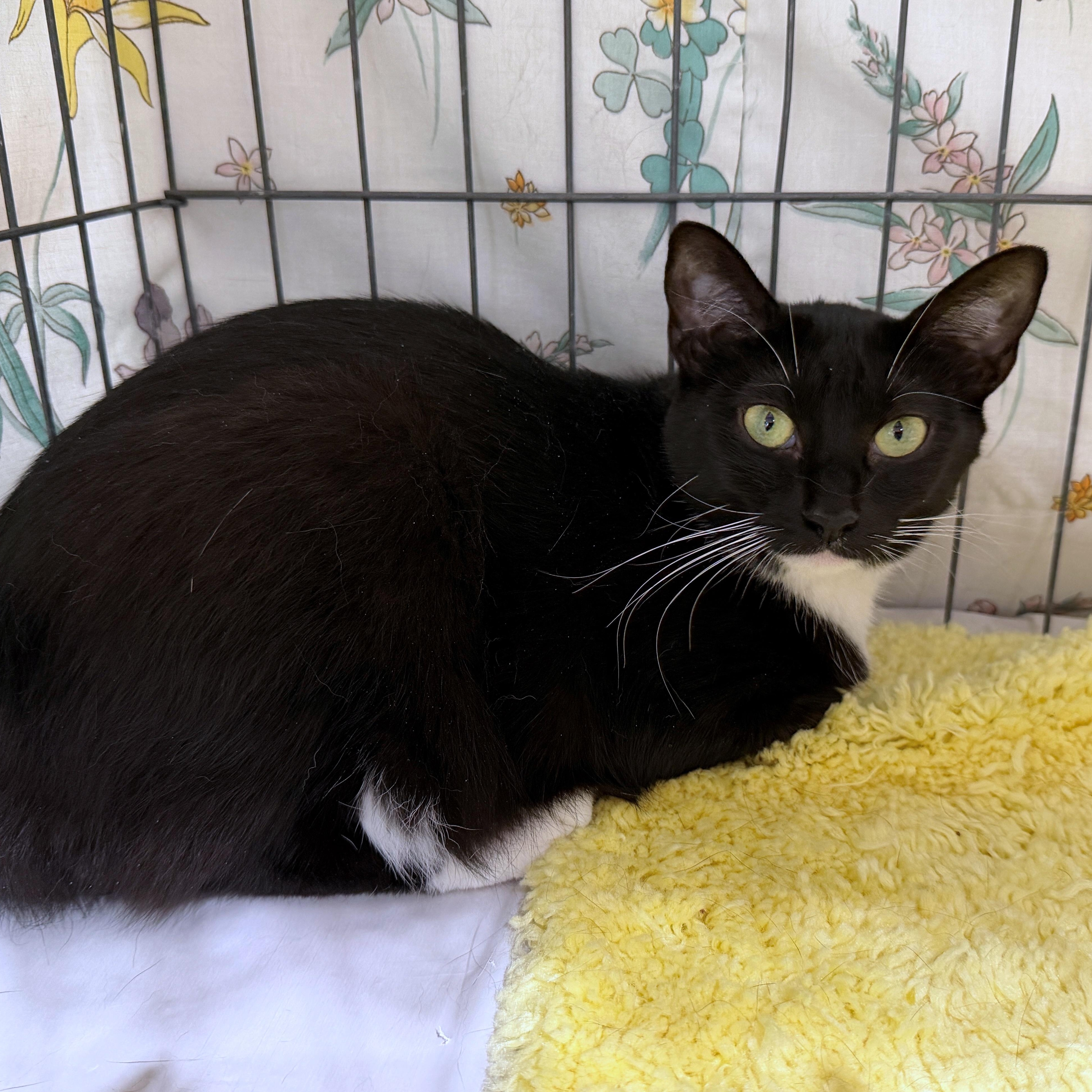 Enlarge Kara, a Adoptable Tuxedo in Baltimore, MD image 3/6