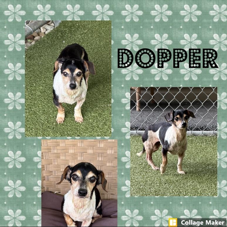 Enlarge Dopper, a Adopted mixed breed in Clearfield, PA image 1/1