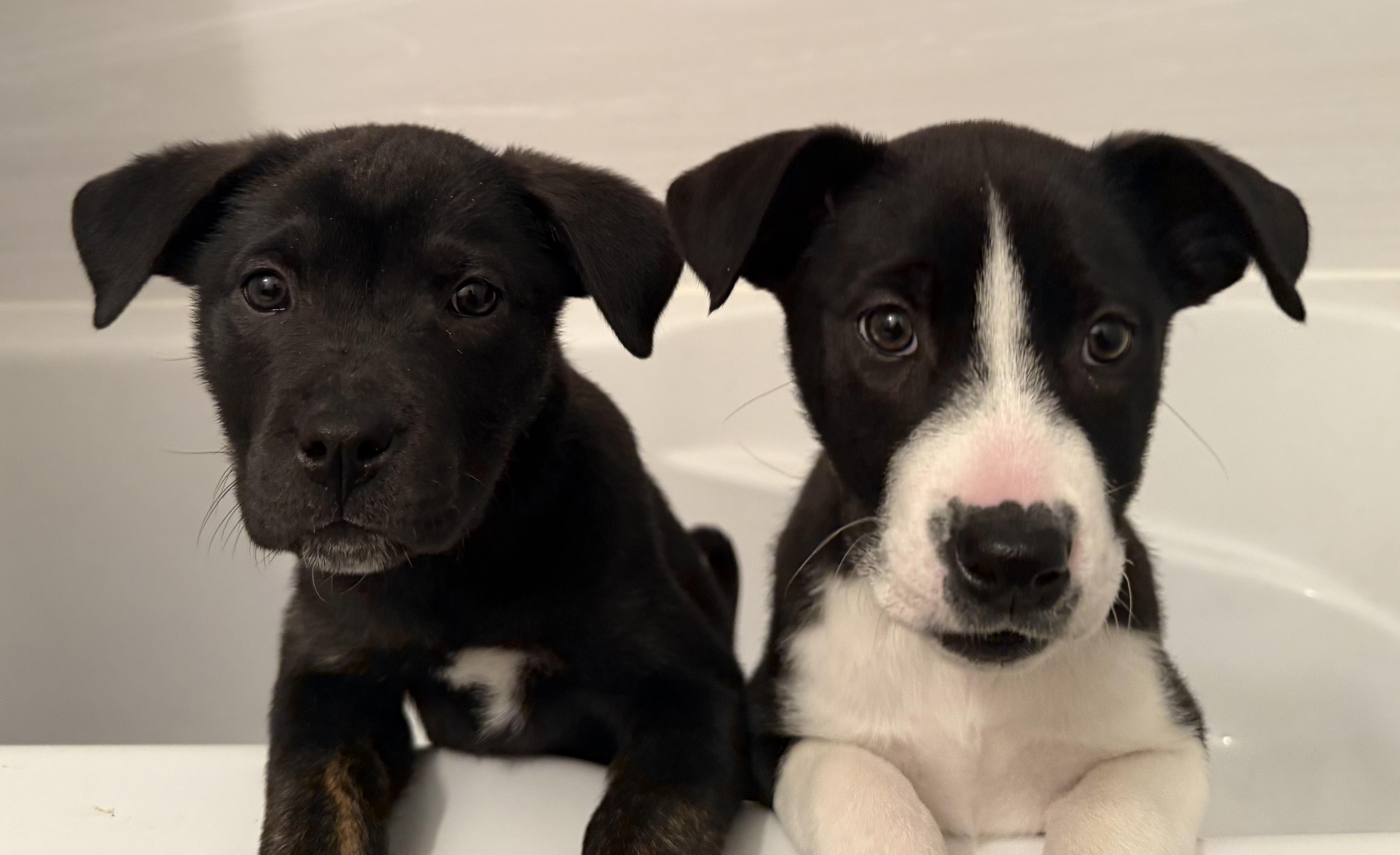 Enlarge Claire, an adopted Labrador Retriever in Guelph, ON image 4/5