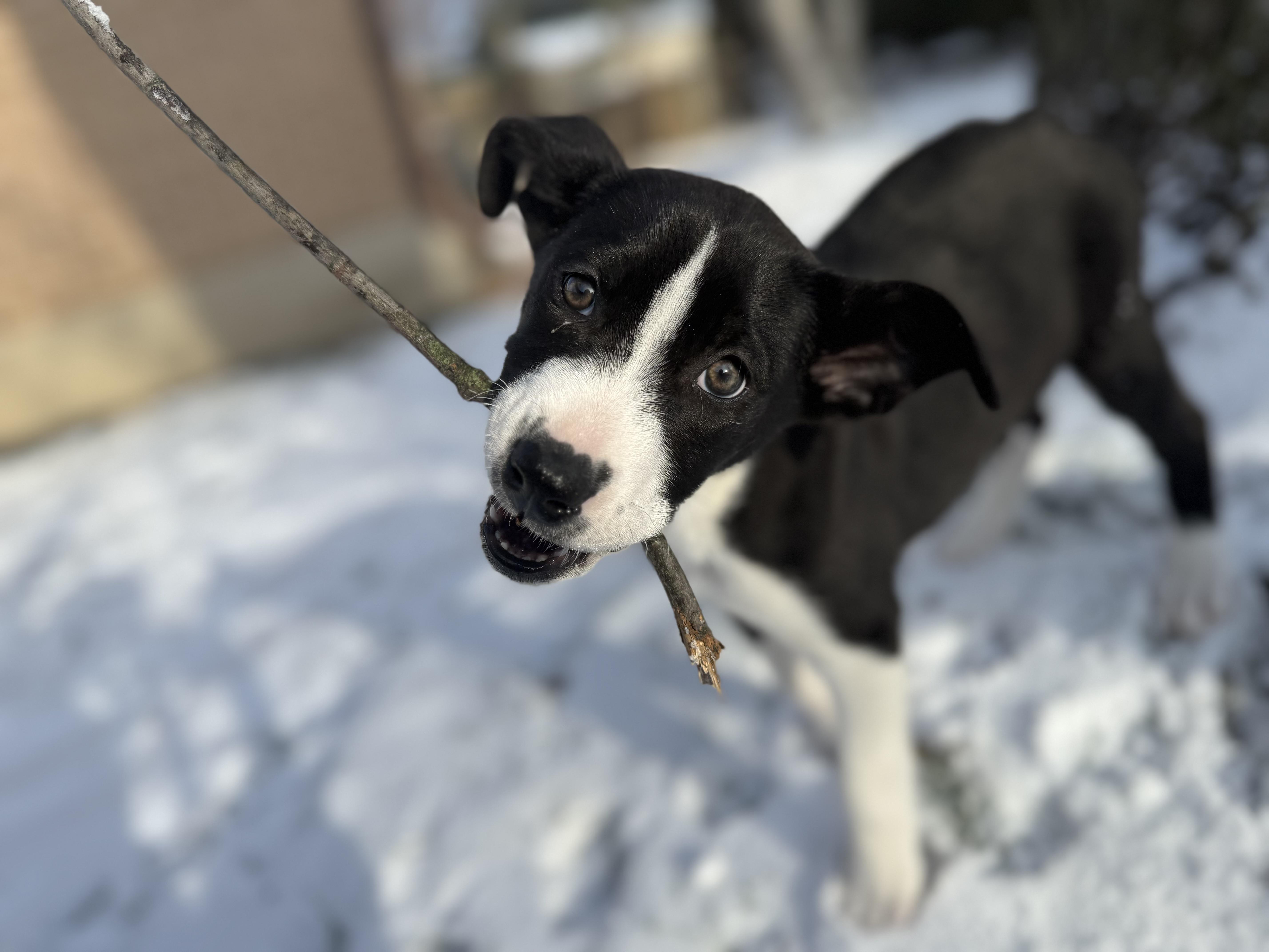 Enlarge Claire, an adopted Labrador Retriever in Guelph, ON image 1/5