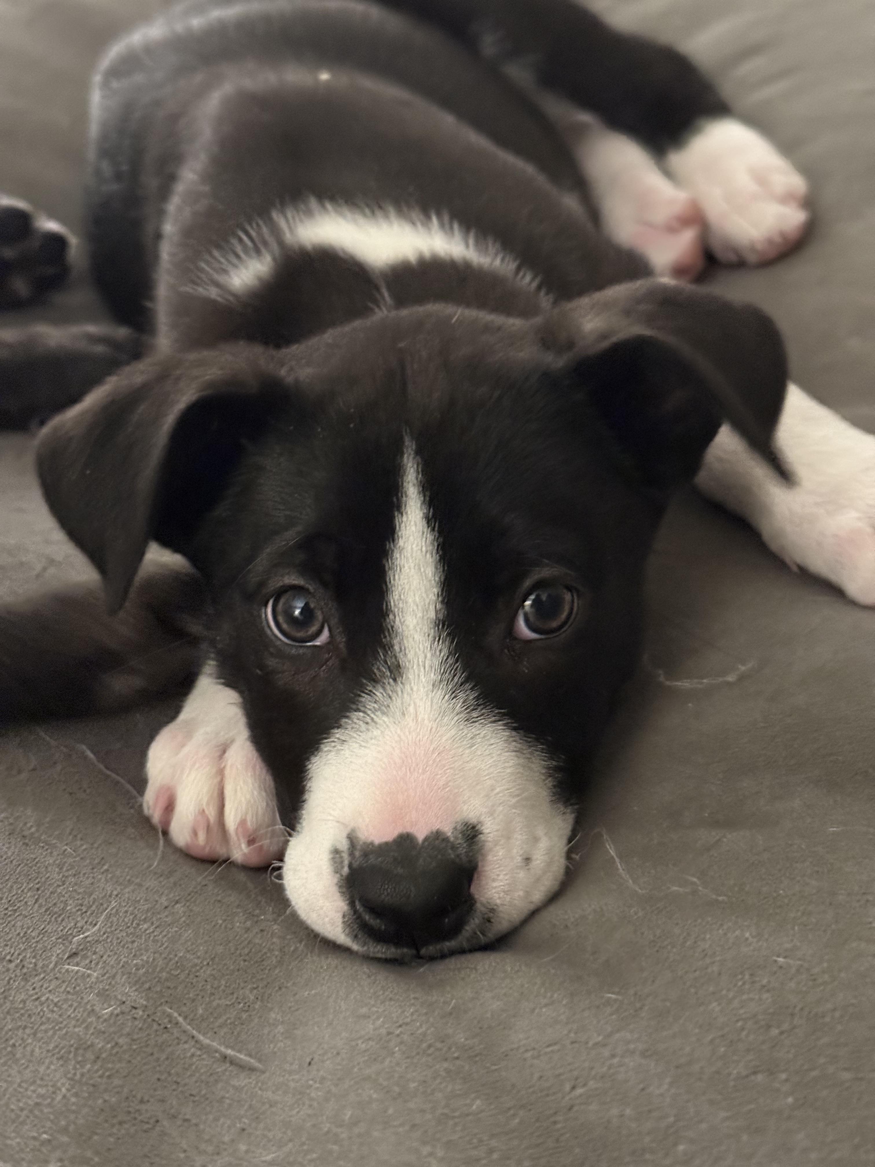 Enlarge Claire, an adopted Labrador Retriever in Guelph, ON image 5/5