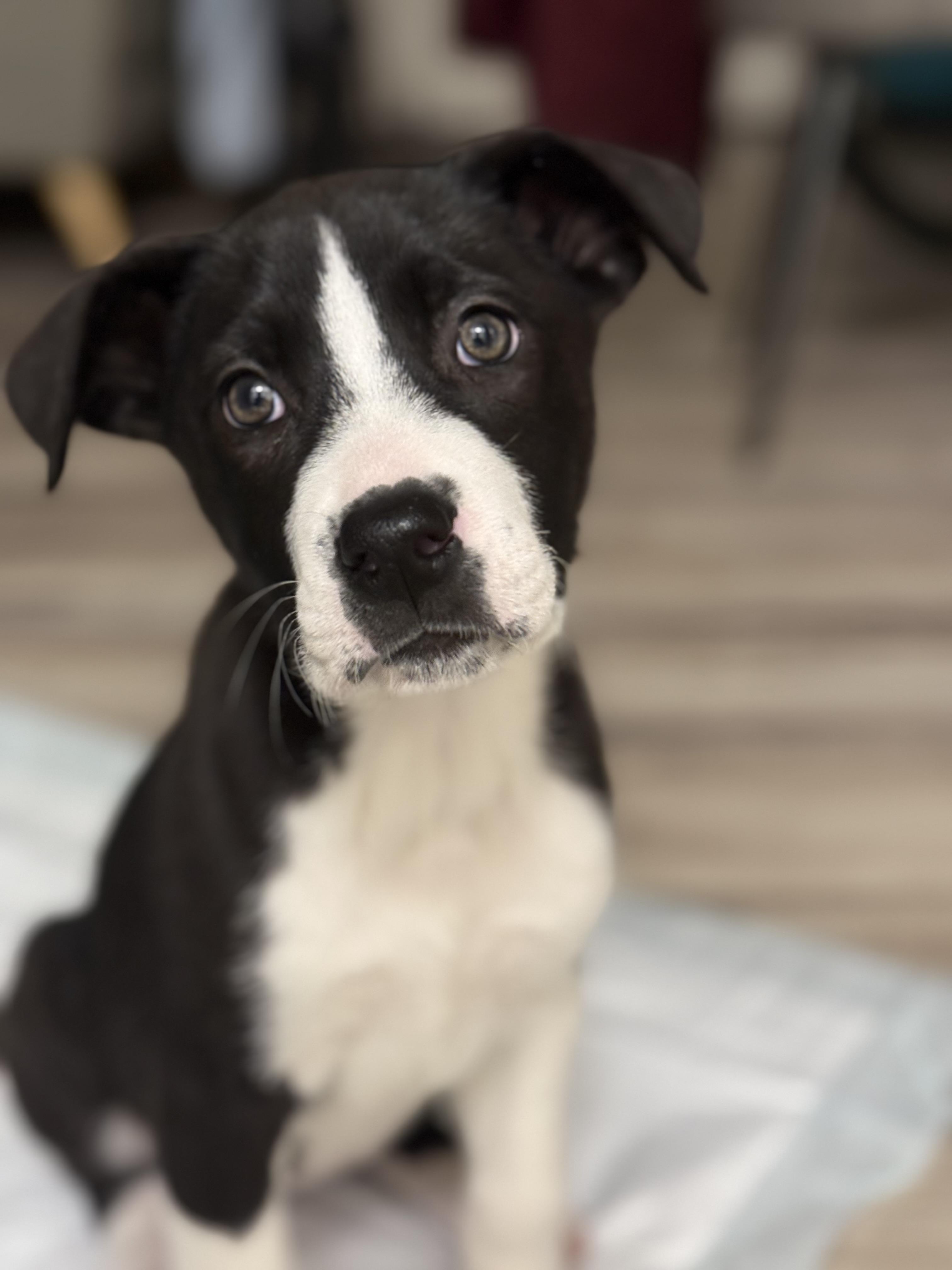 Claire, Adoptable, Puppy Female Labrador Retriever.