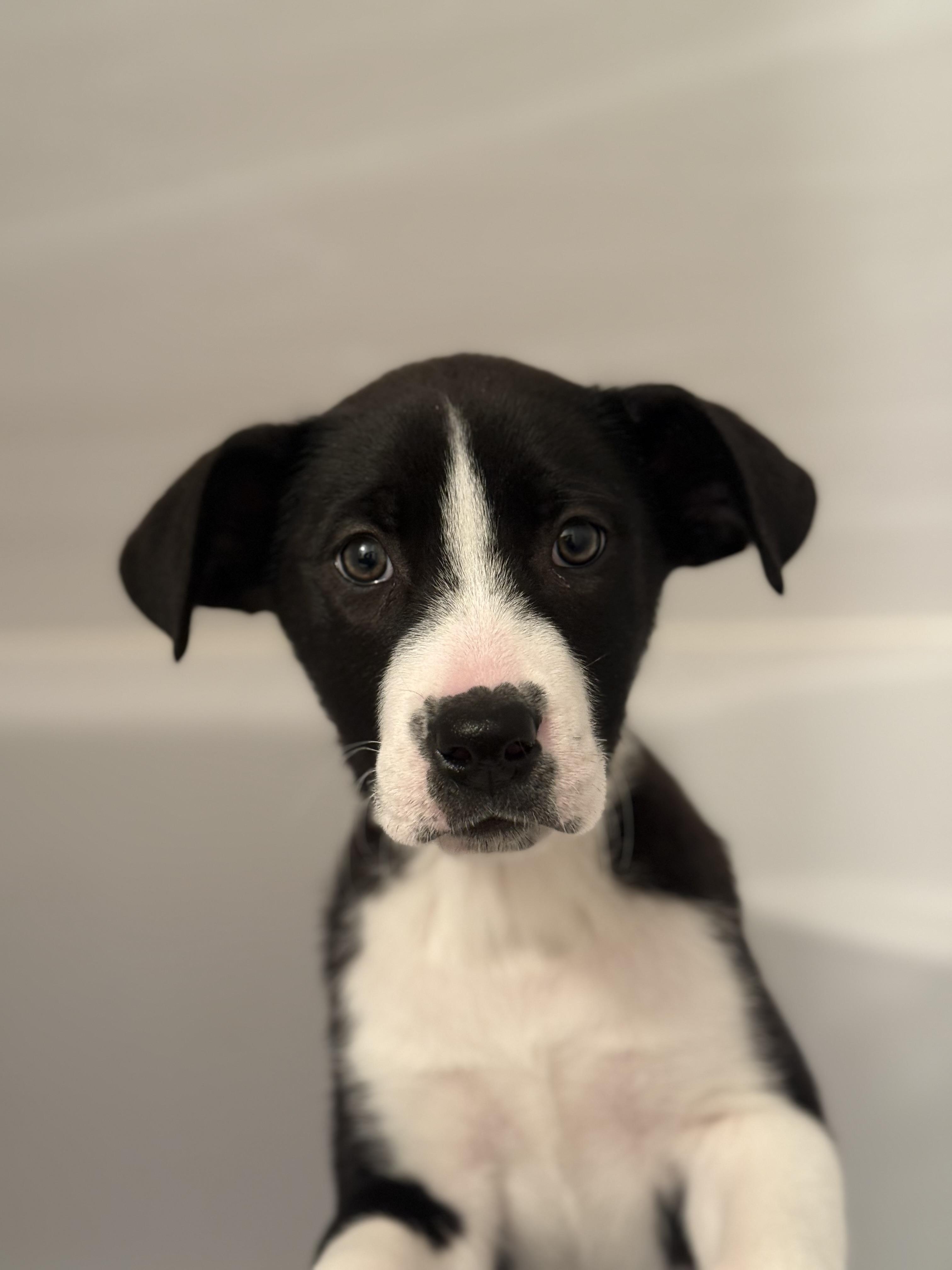 Claire, adopted, Puppy Female Labrador Retriever.