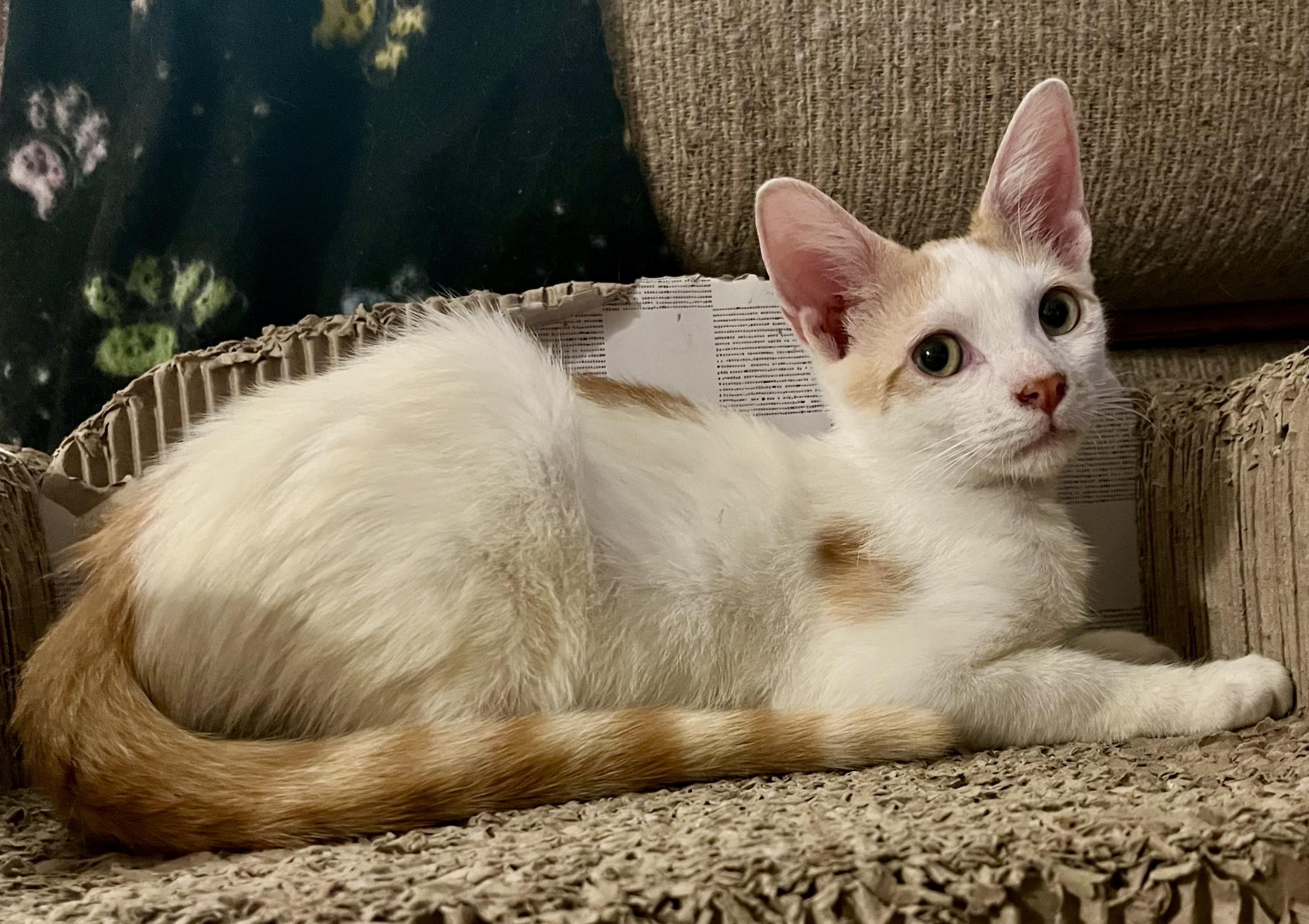 Ringo, a ADOPTABLE Domestic Short Hair in Bethel, CT image 3/6