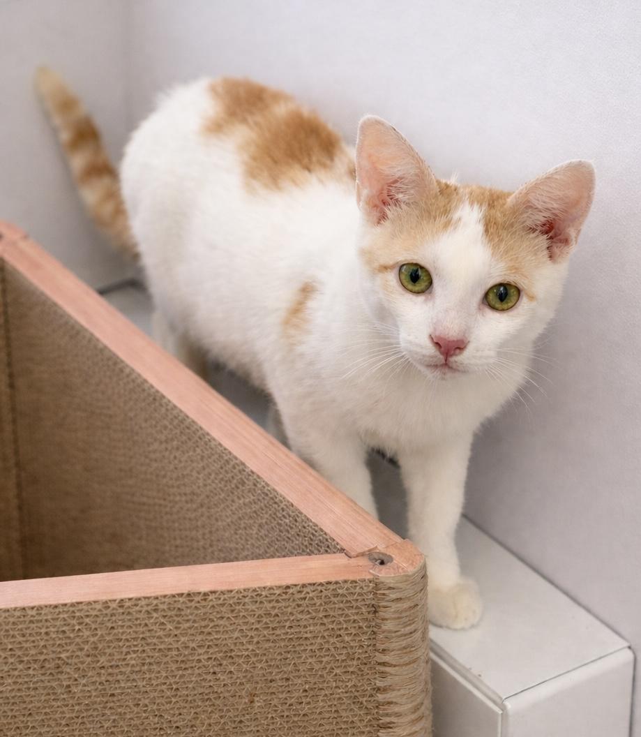 Ringo, a ADOPTABLE Domestic Short Hair in Bethel, CT image 2/6