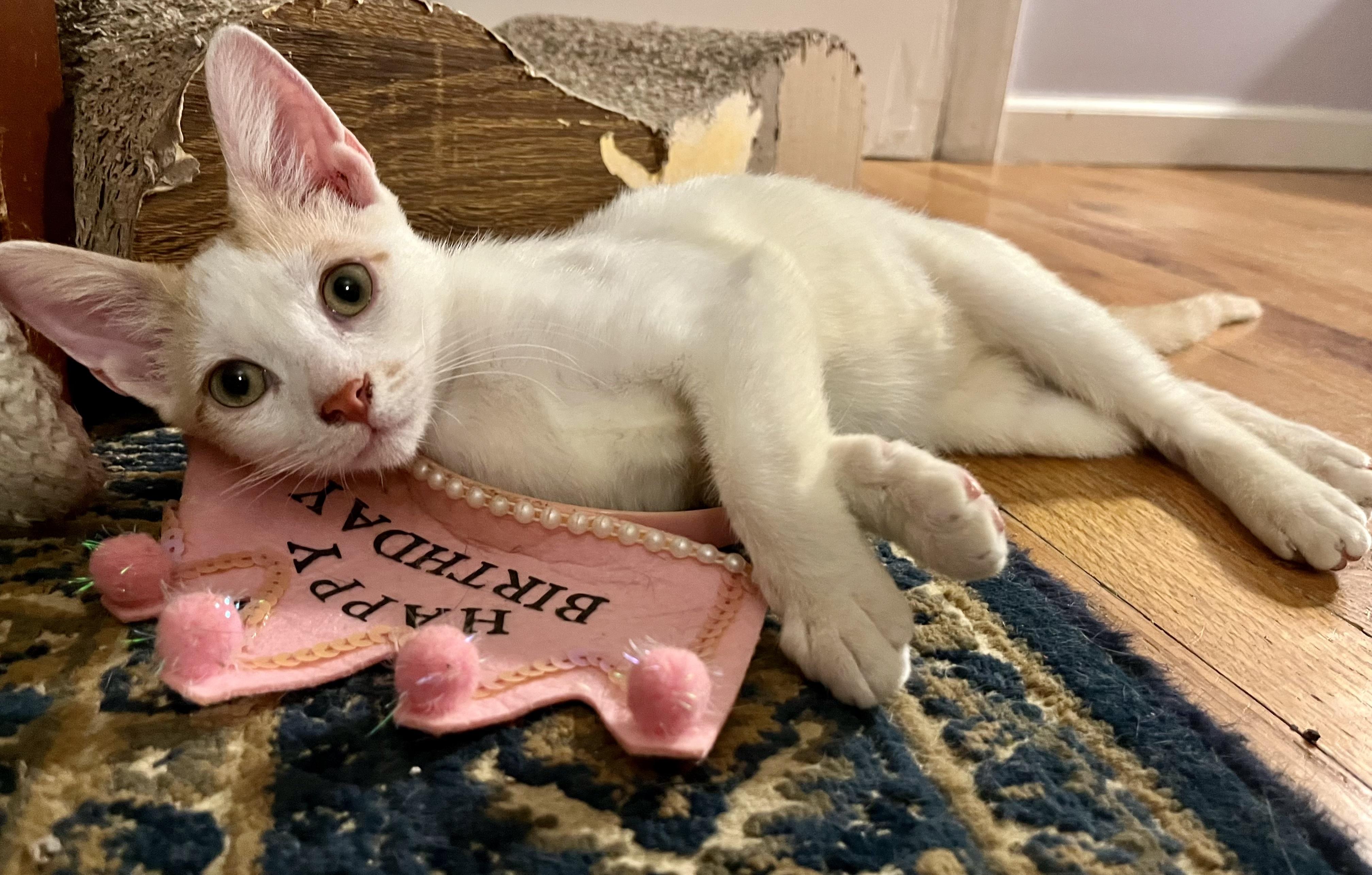 Ringo, a ADOPTABLE Domestic Short Hair in Bethel, CT image 5/6