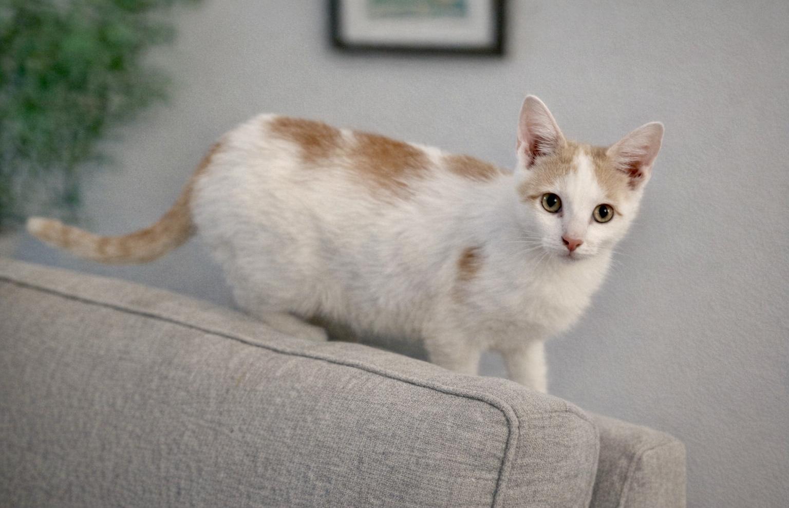 Ringo, a ADOPTABLE Domestic Short Hair in Bethel, CT image 6/6