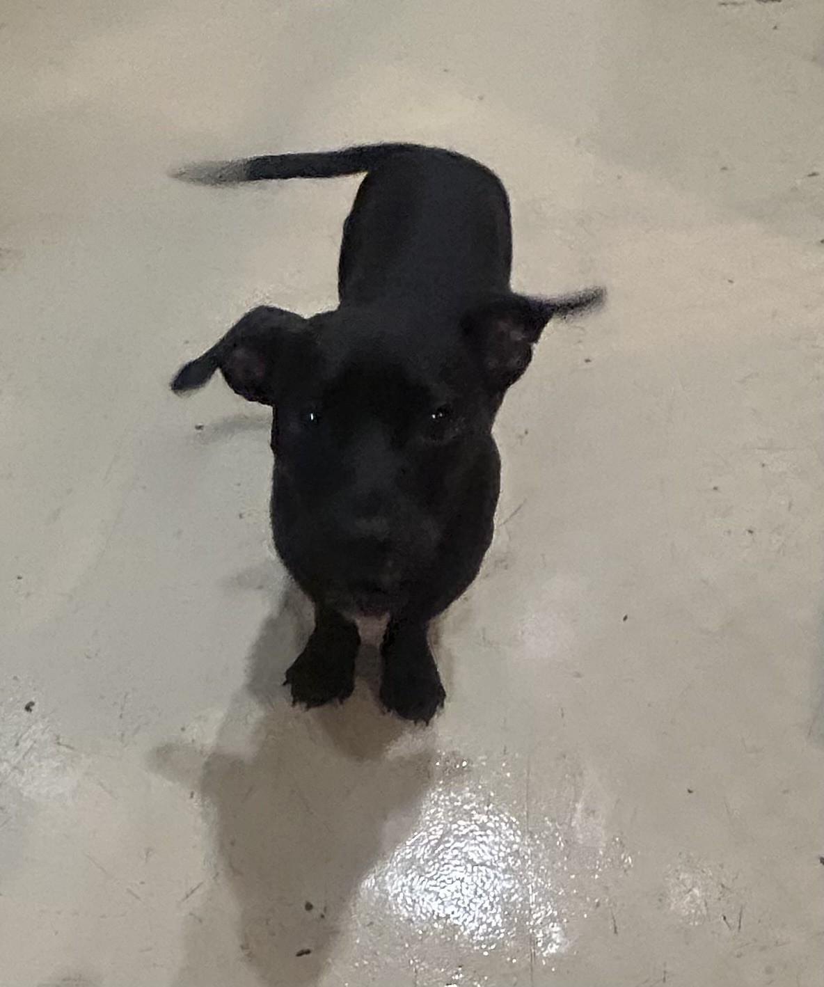 APOLLO, adopted, Young Male Basset Hound.