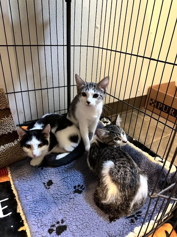 Sorry!, Jenga, and Clue, an adoptable Domestic Short Hair in Winthrop, ME, 04364 | Photo Image 1