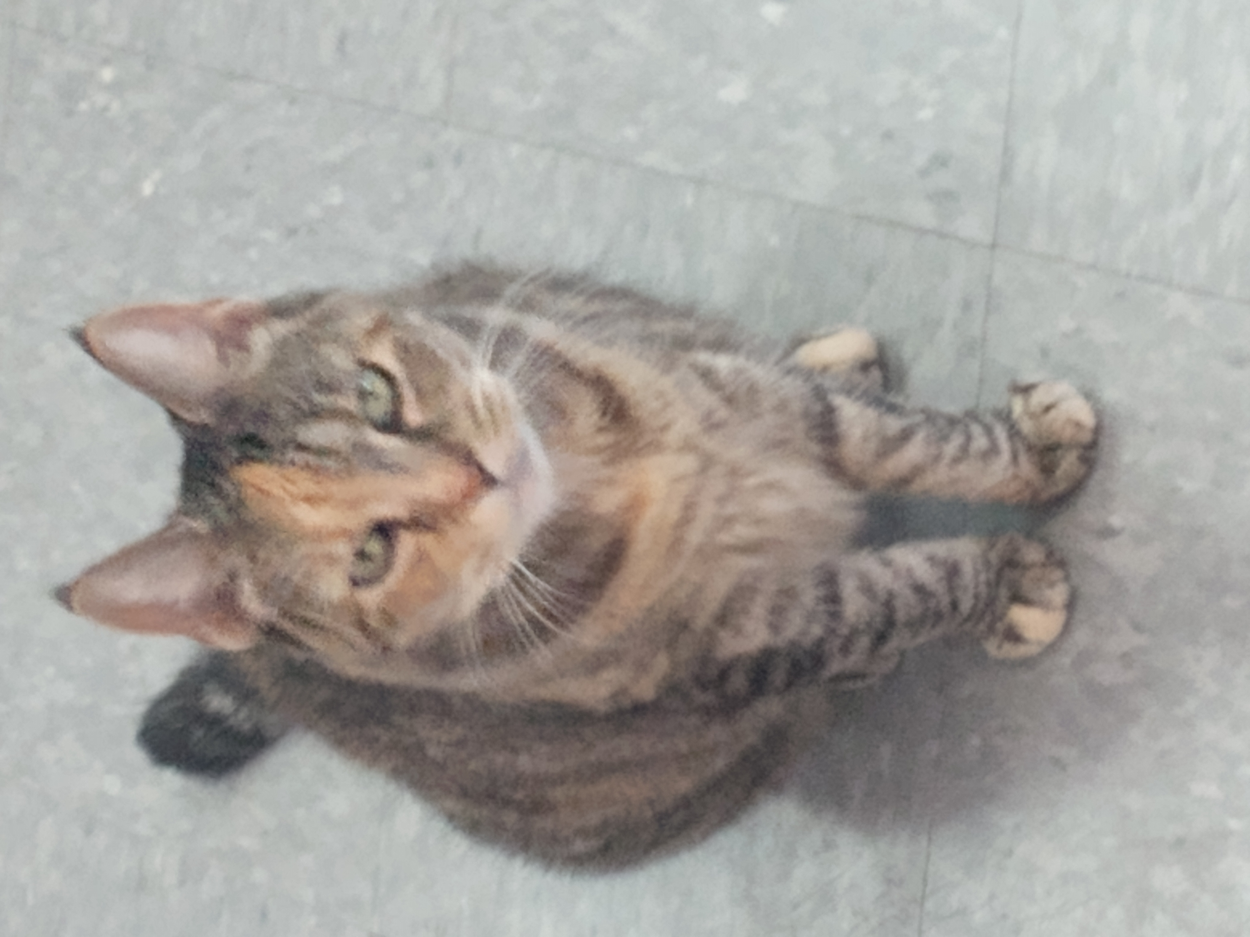 Cat for adoption Miricle, a Dilute Calico in Springfield, MA Petfinder